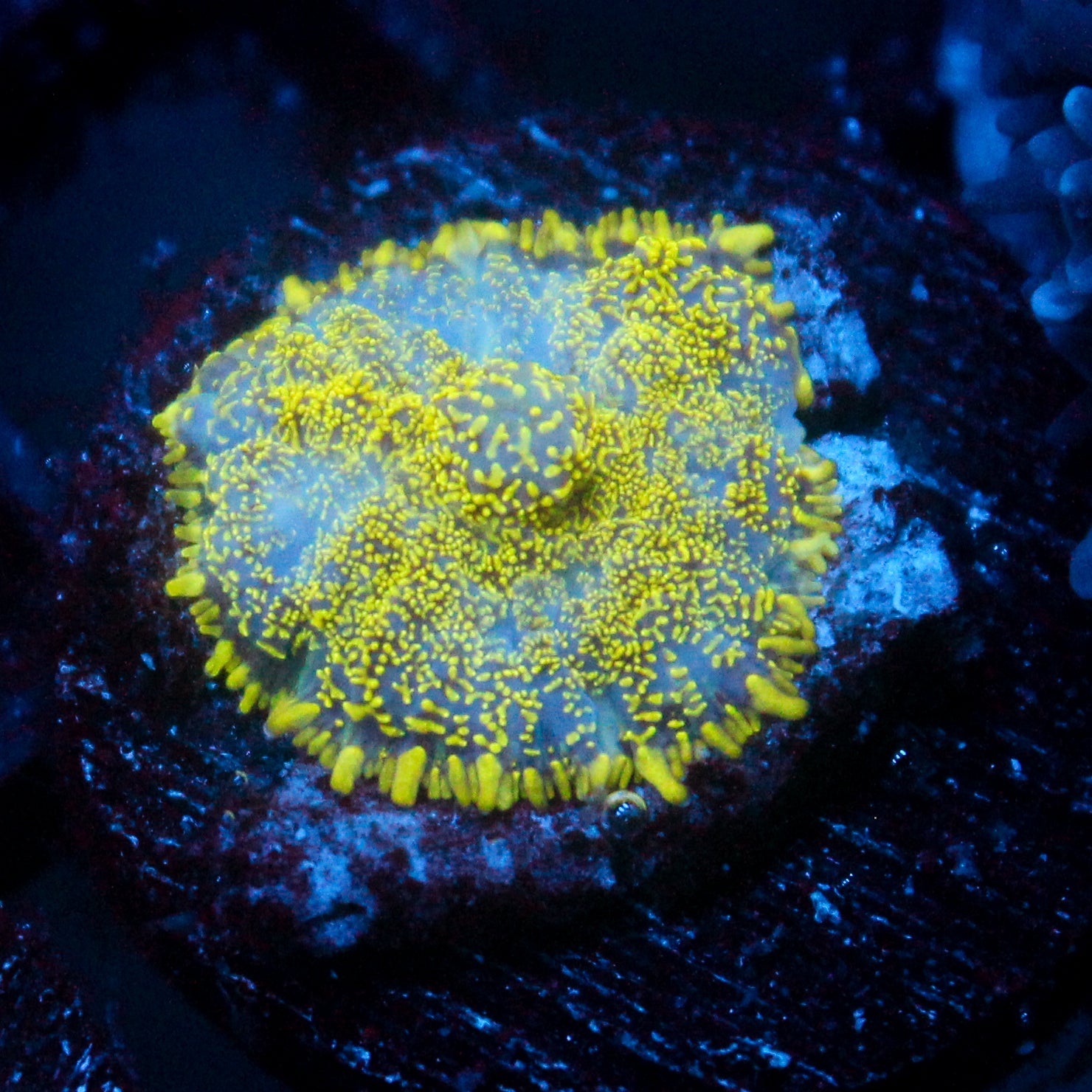 JC Glowstone Rhodactis