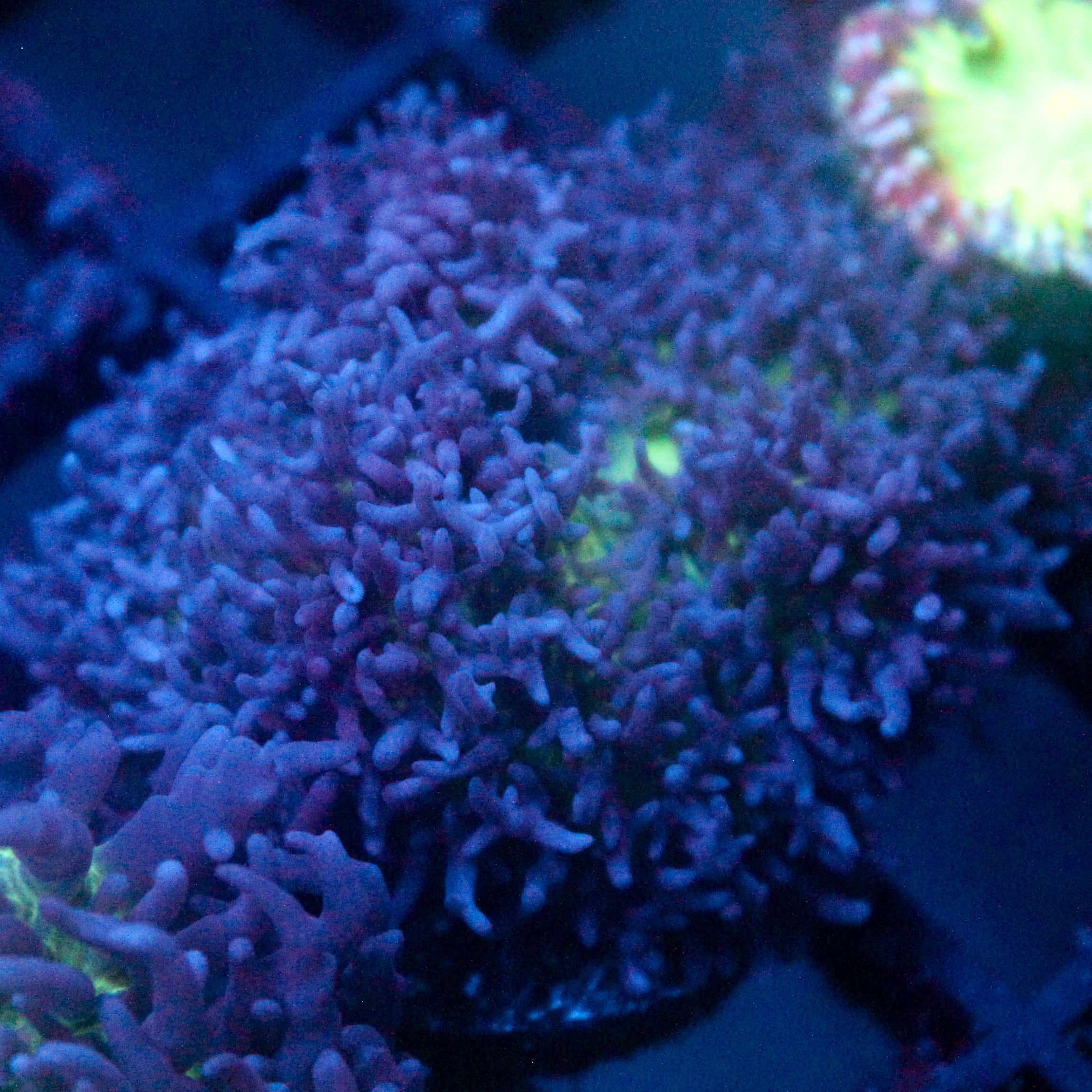 JC Fuzzy Mushroom