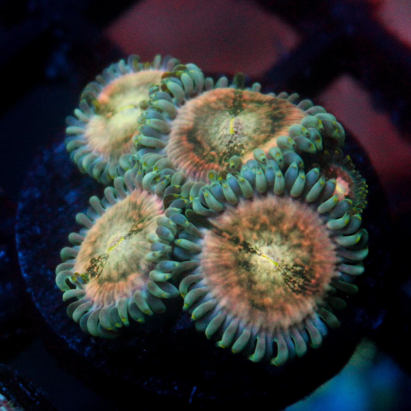 JC Hawaiian Ding Dang Zoanthid