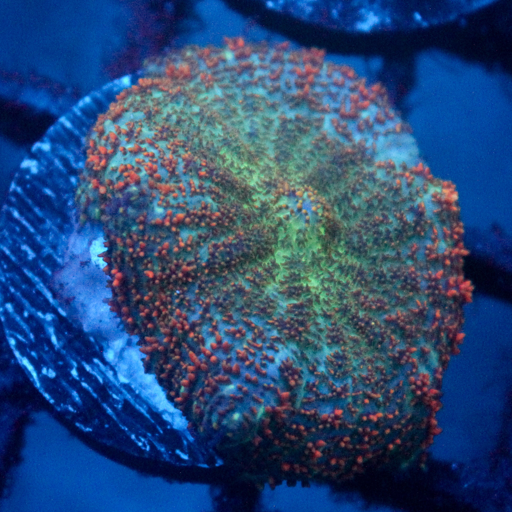 JC Cuprum Calamity Rhodactis