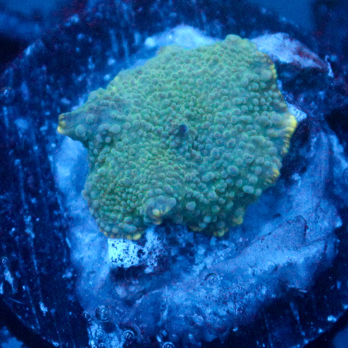 JC Blue Dancer Discosoma