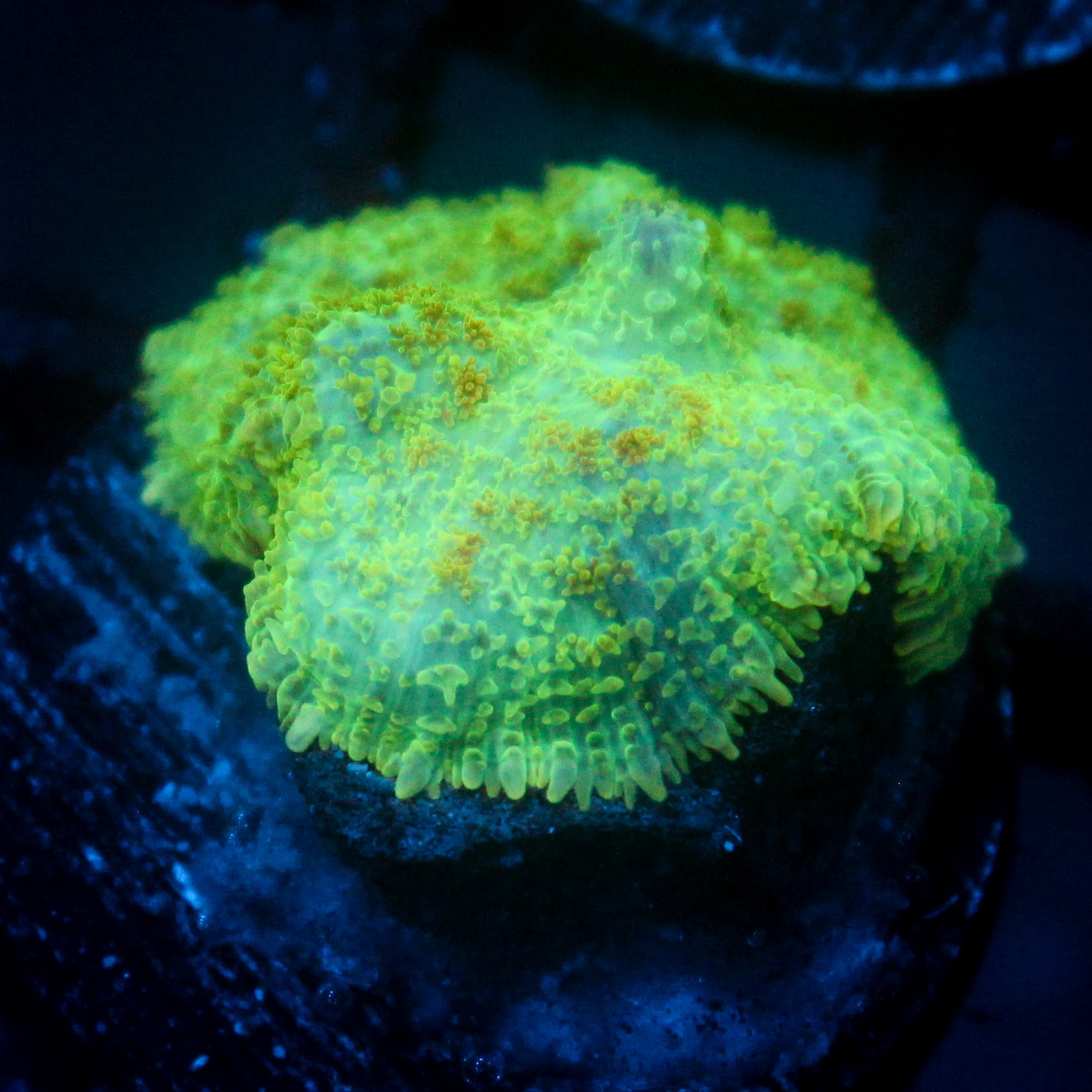 JC Lush Mesa Rhodactis