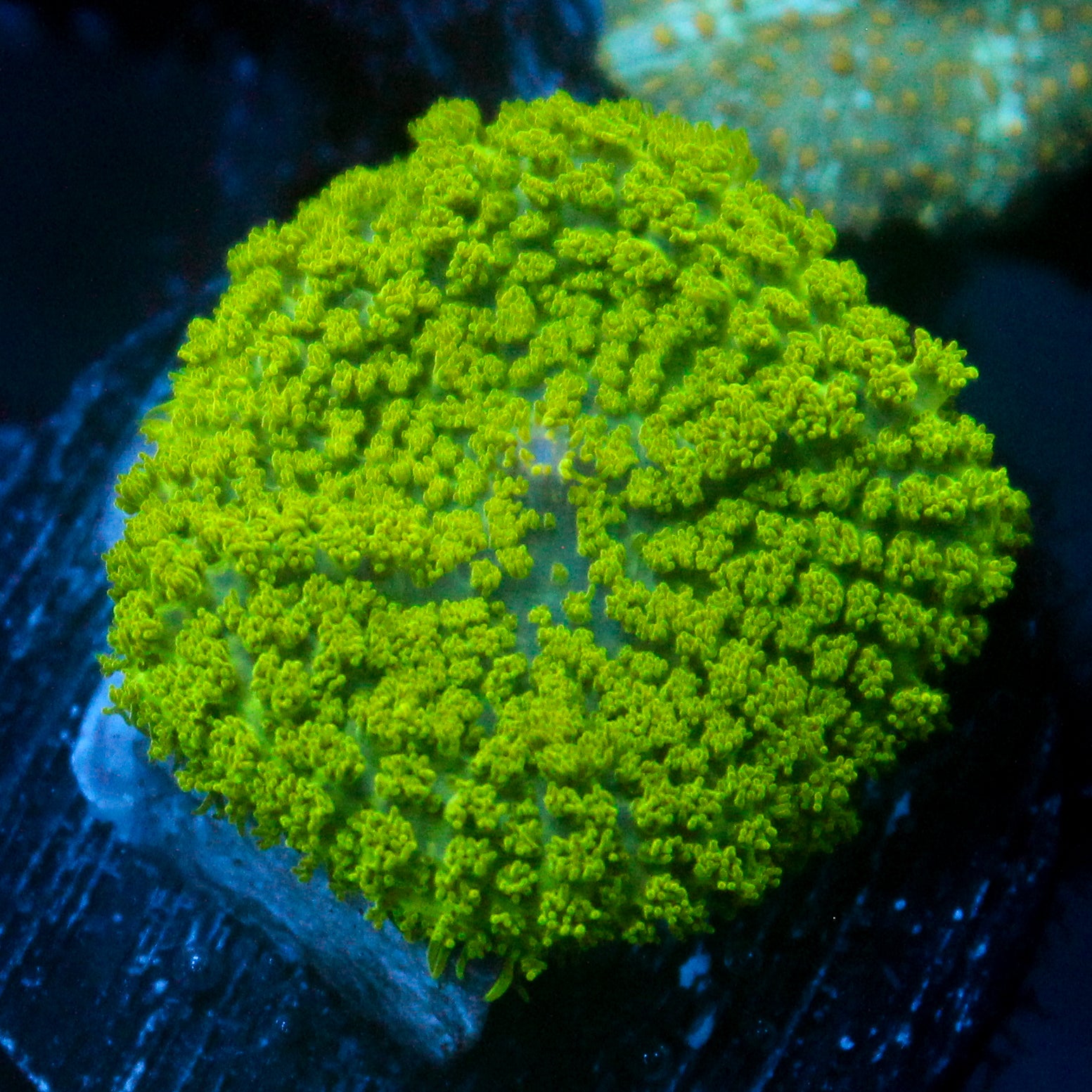 JC Neon Green Rhodactis
