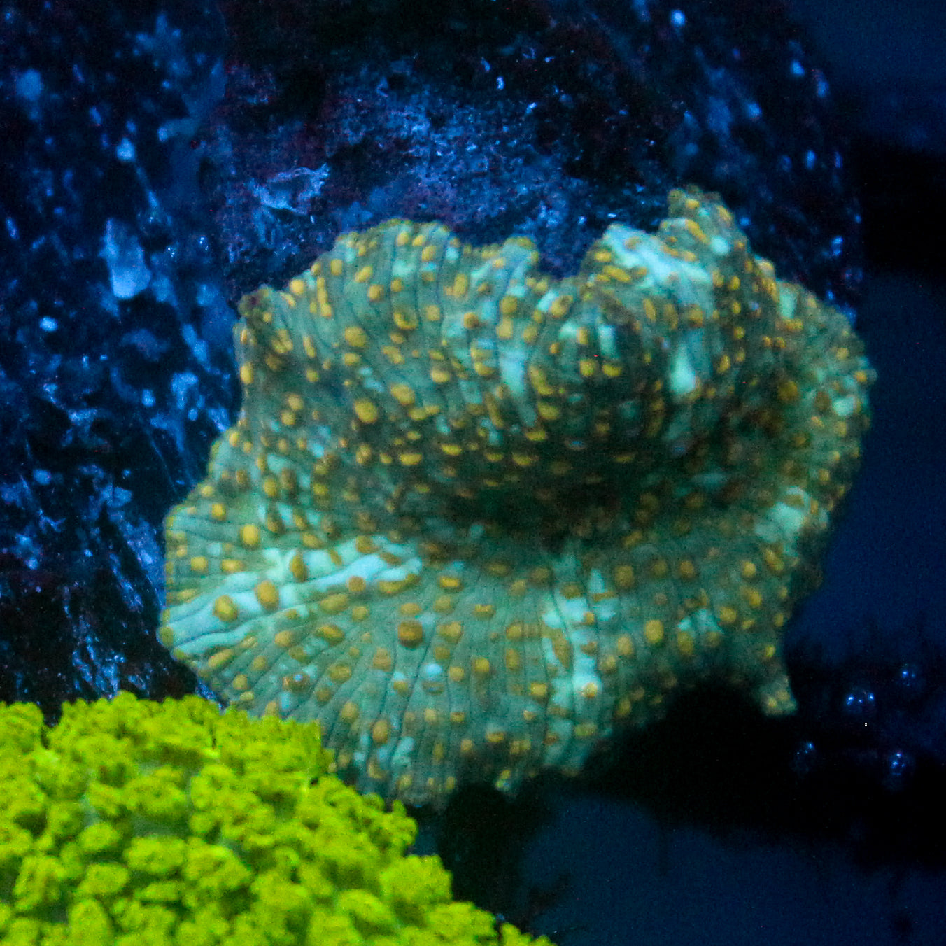 JC Firefly Discosoma