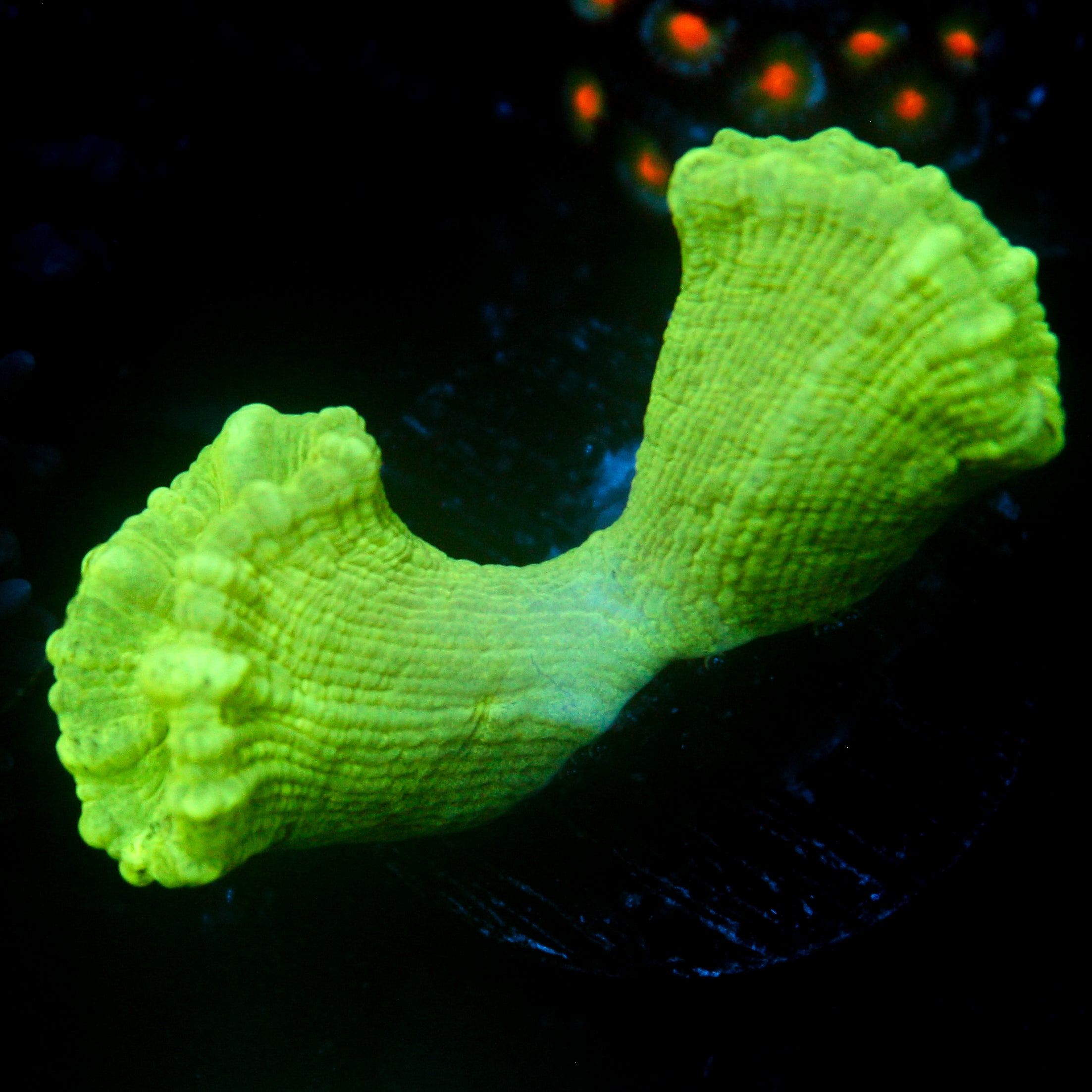 JC Neon Green Trumpet