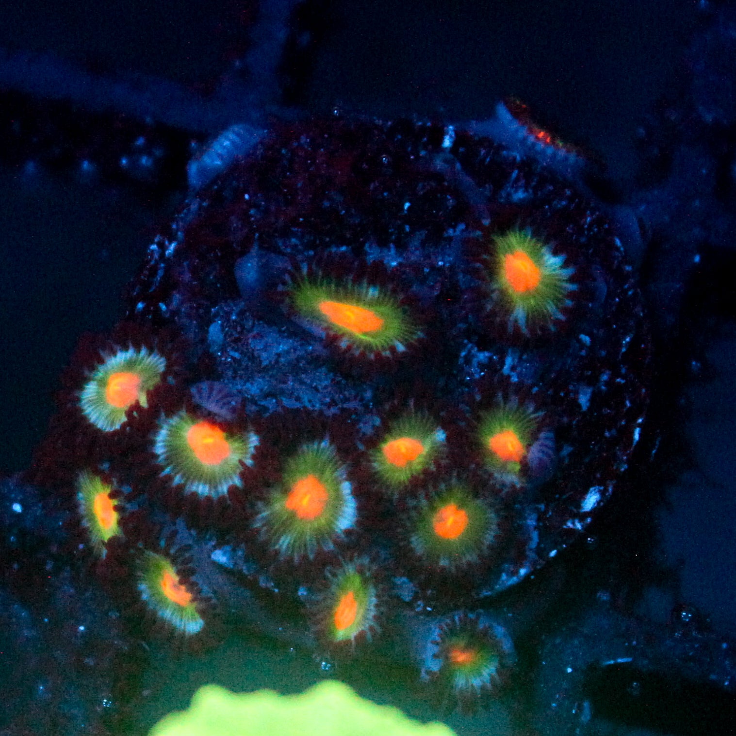JC Alien Blood Zoanthid