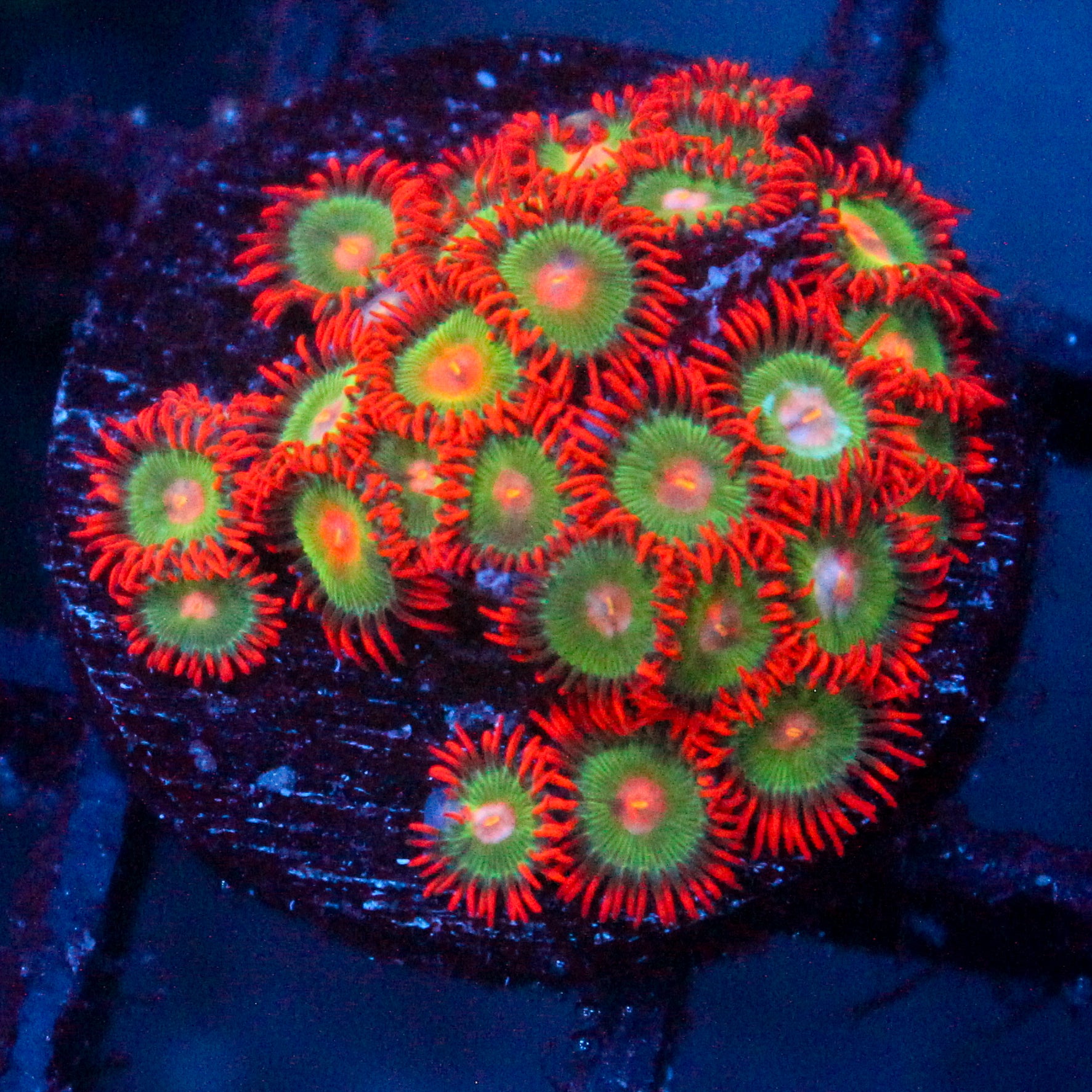 JC Gatorade Zoanthids