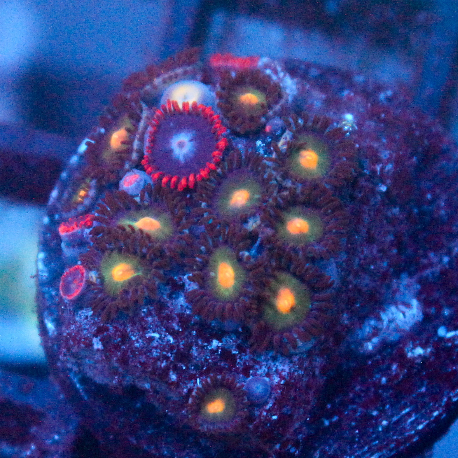 JC Zoa Garden Seed