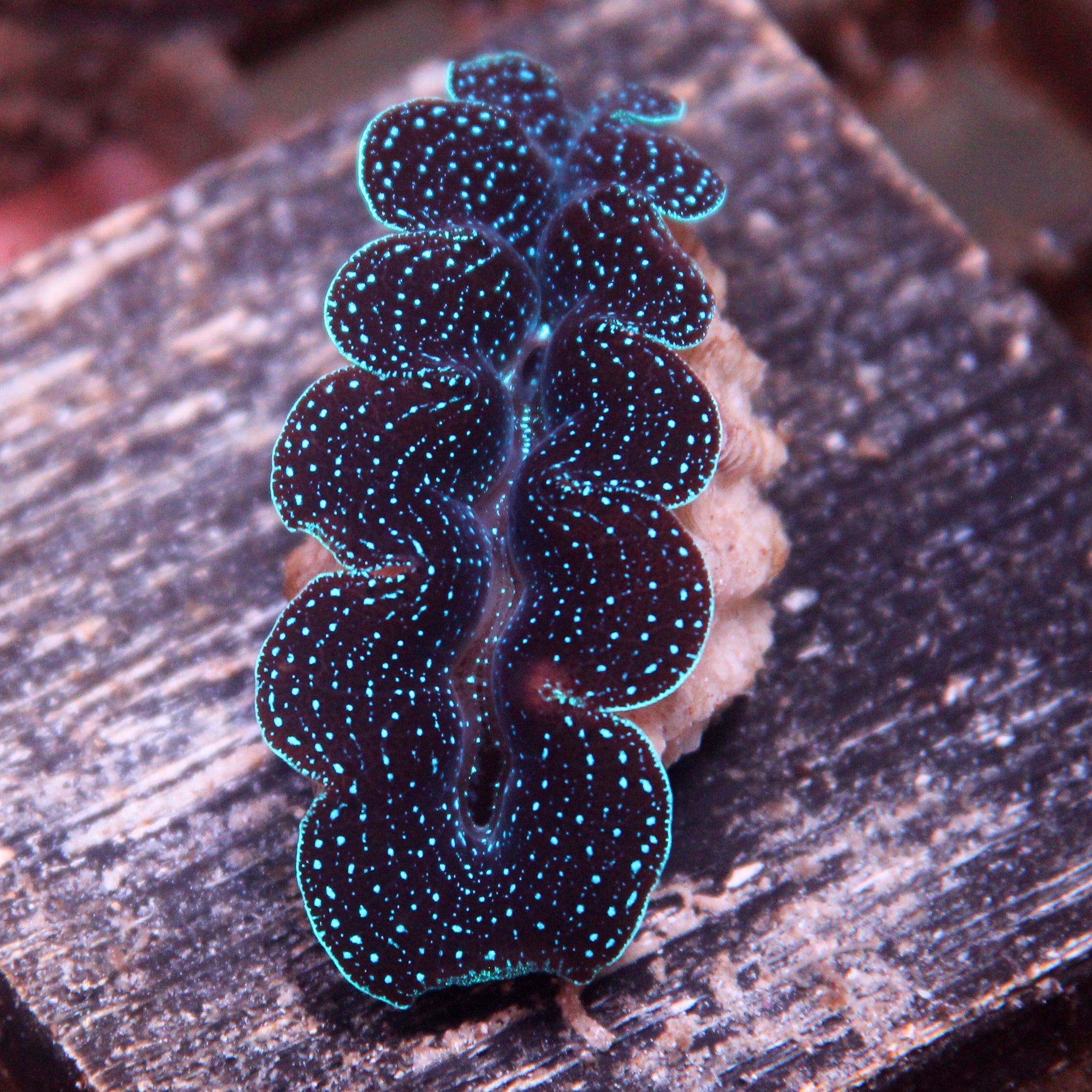 JC Biota Starlight Crocea