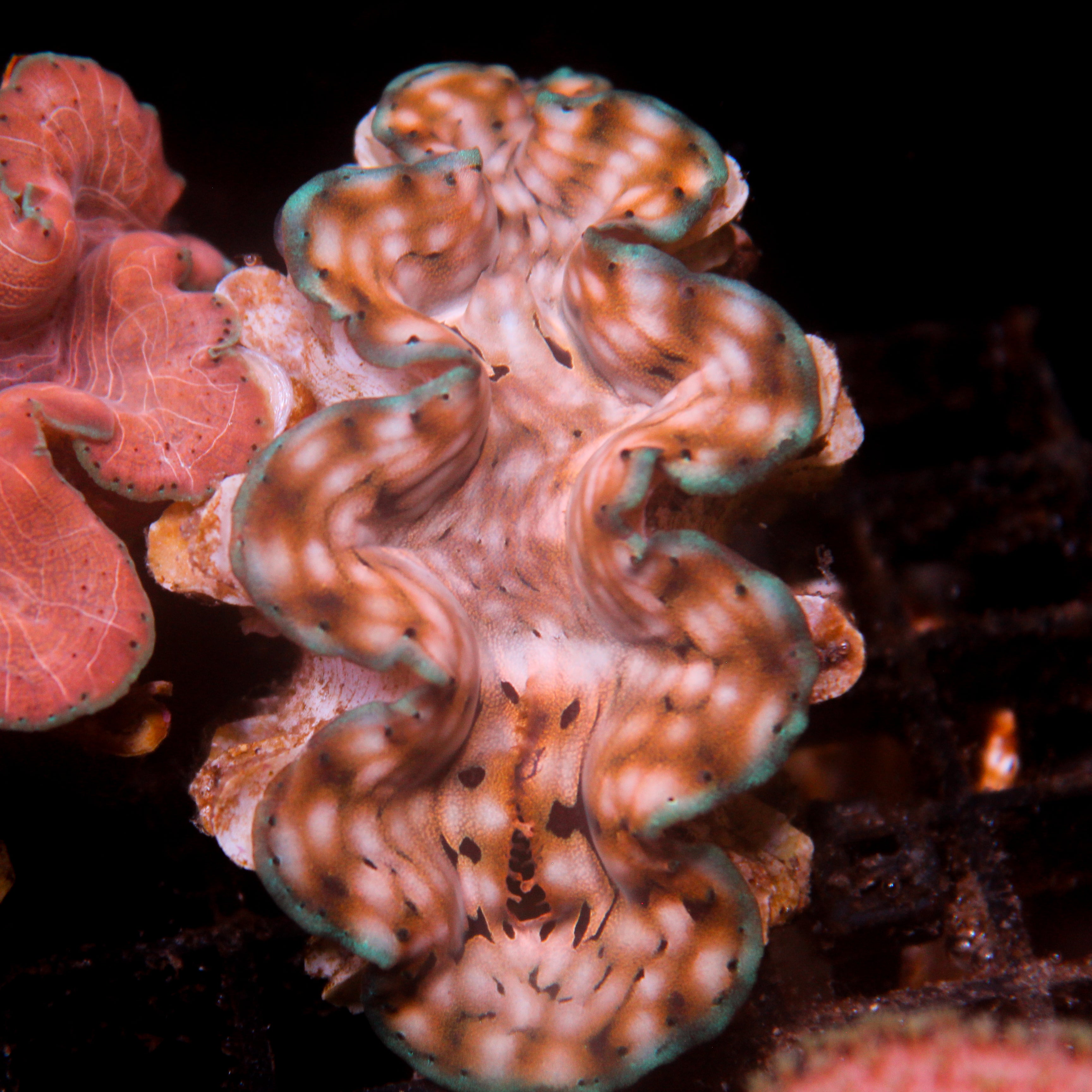 JC Biota Squamosa