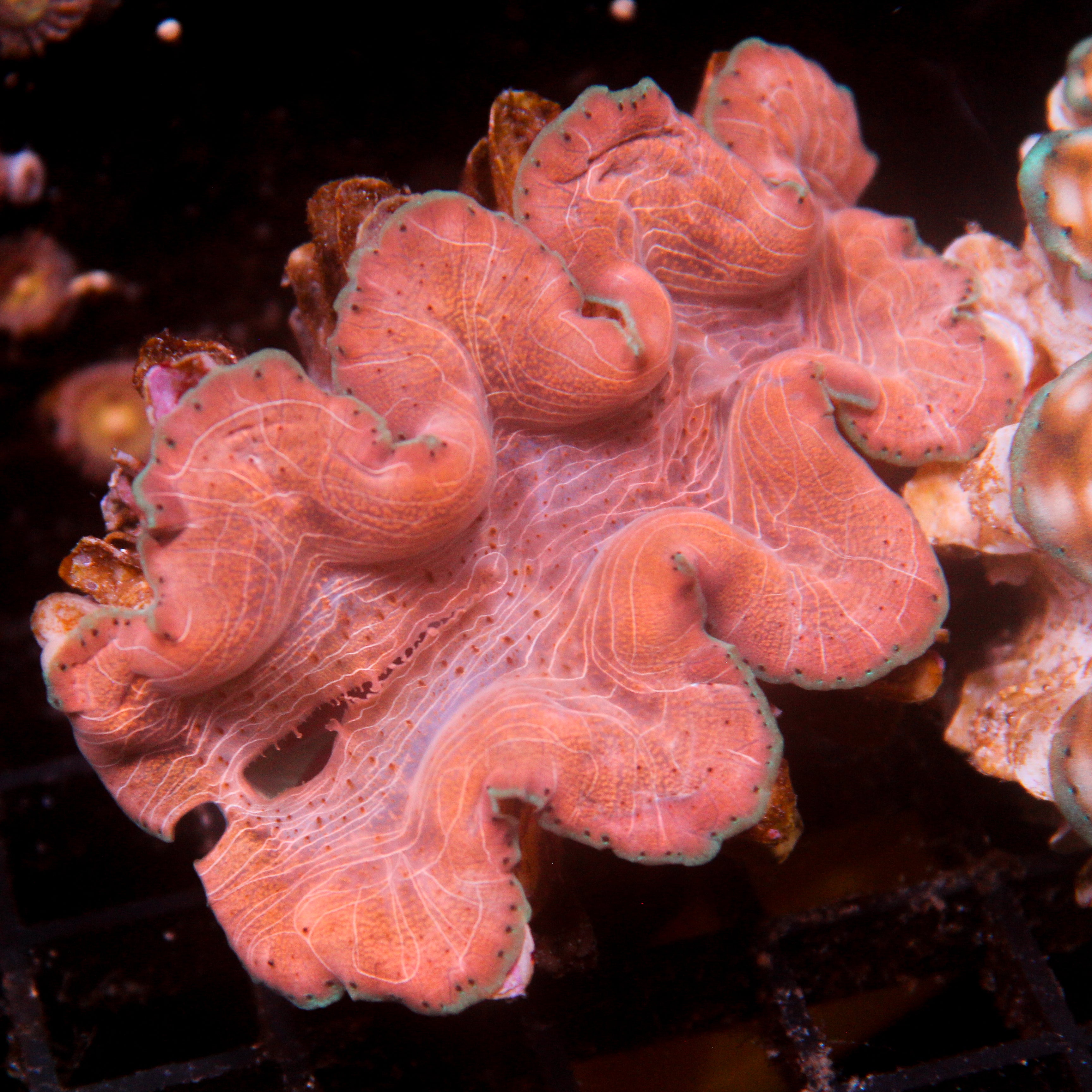 JC Biota Squamosina