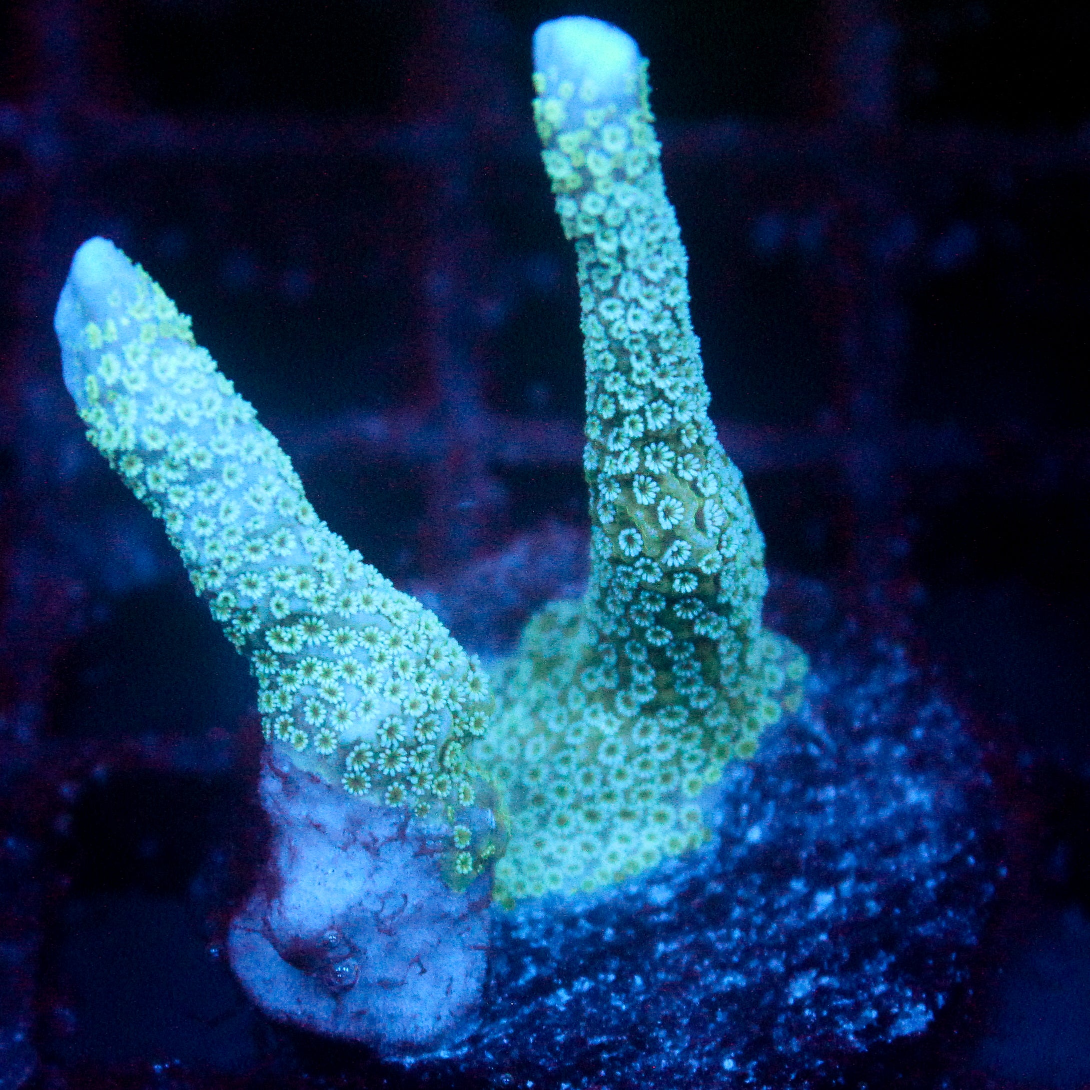 JC Blue Digi Monti