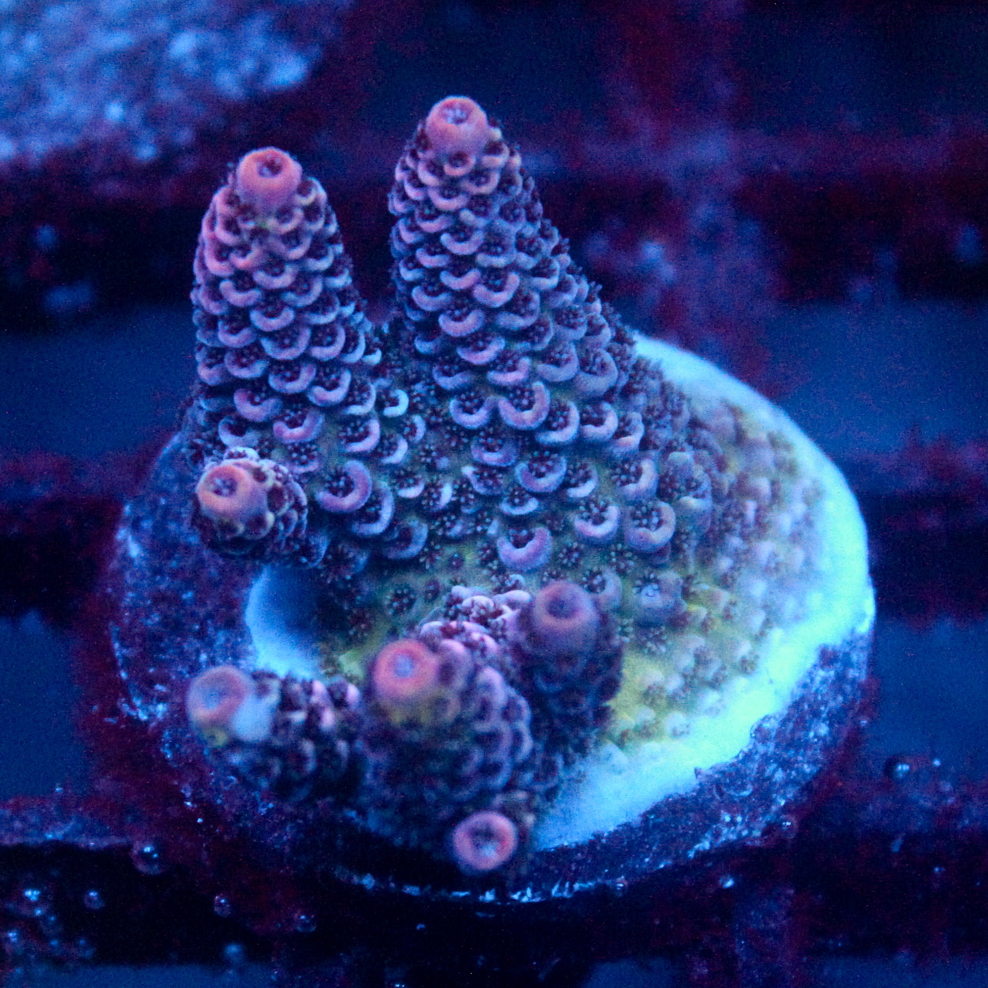 JC The Blob Acro