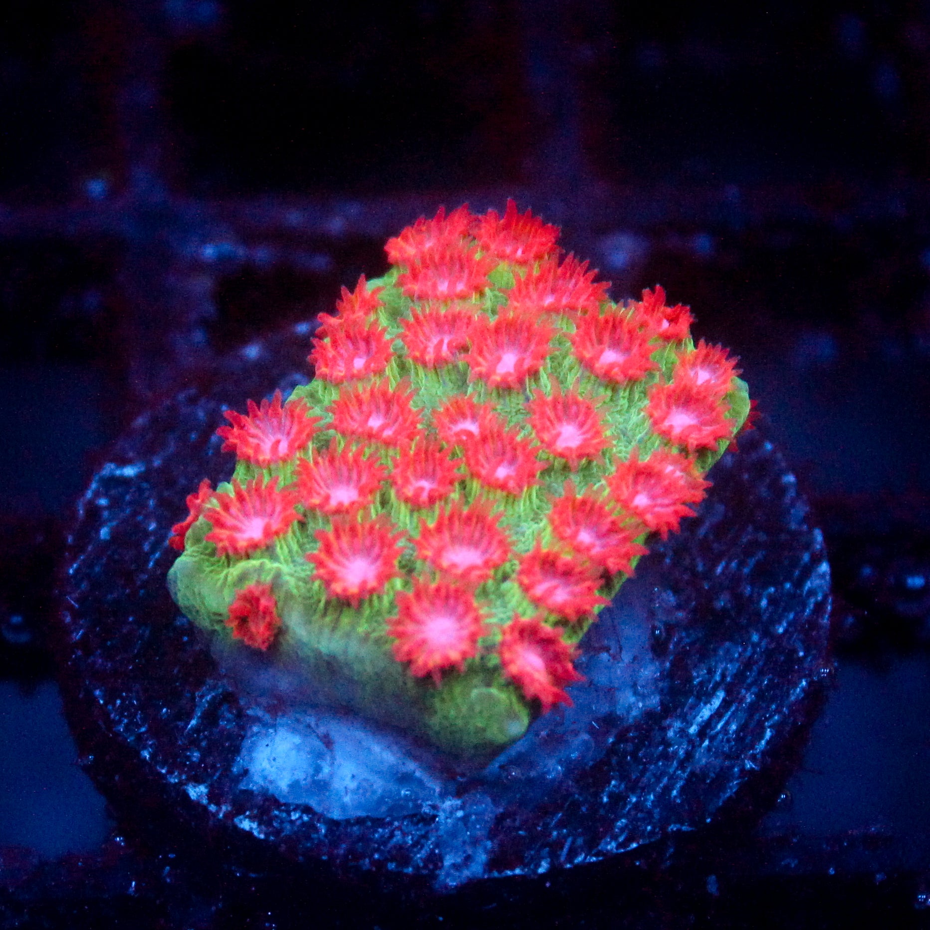 JC Evil Swarm Cyphastrea
