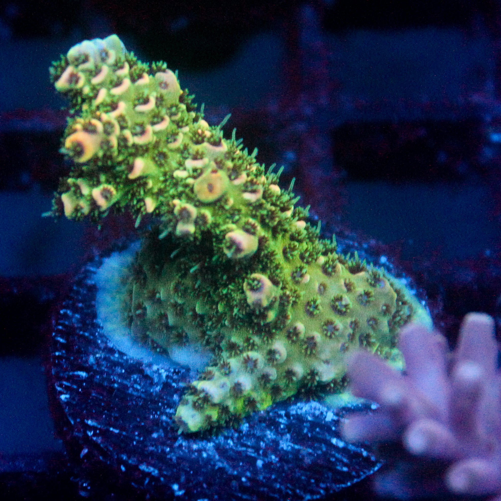 JC Jar of Greed Acro