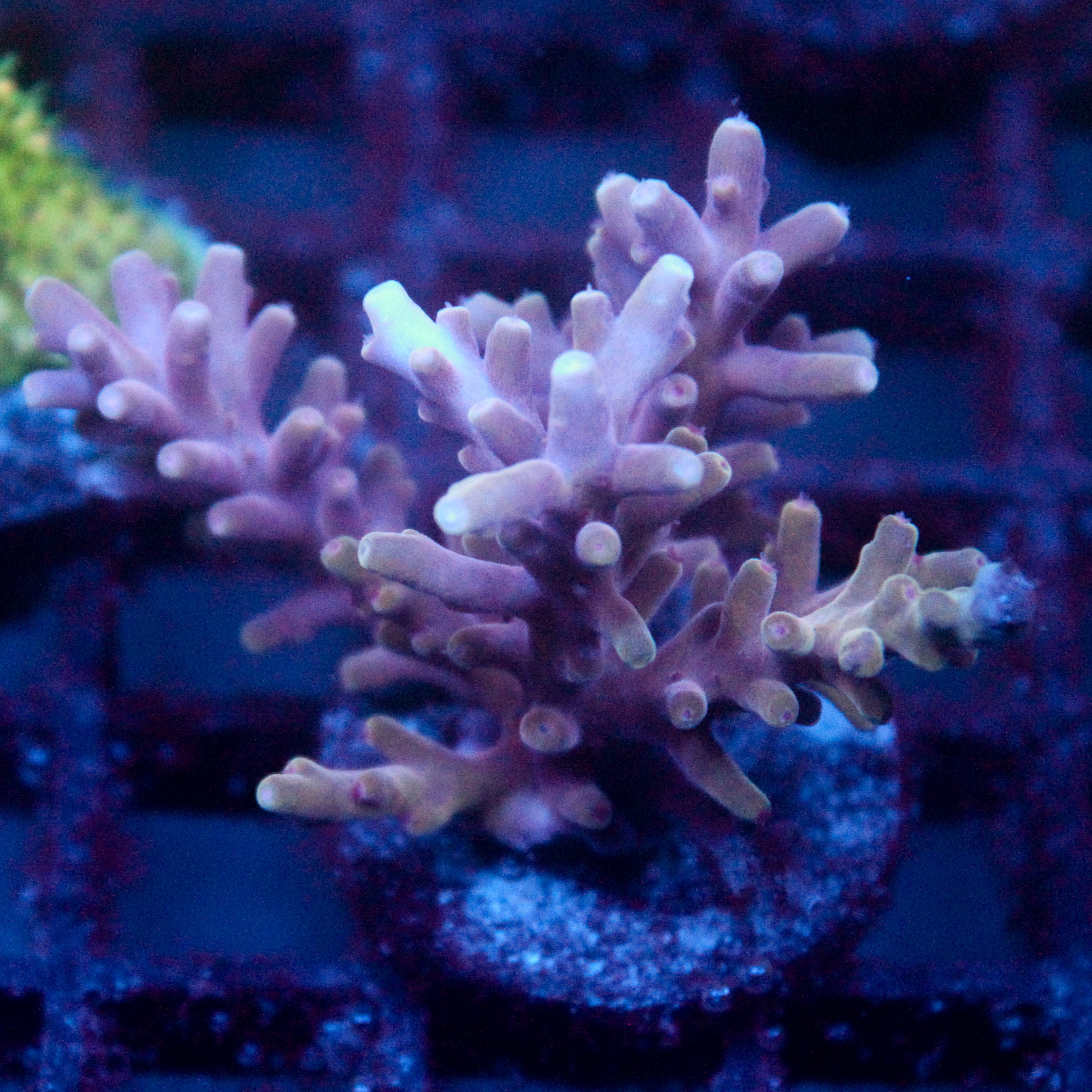 JC Purple Princess Acro