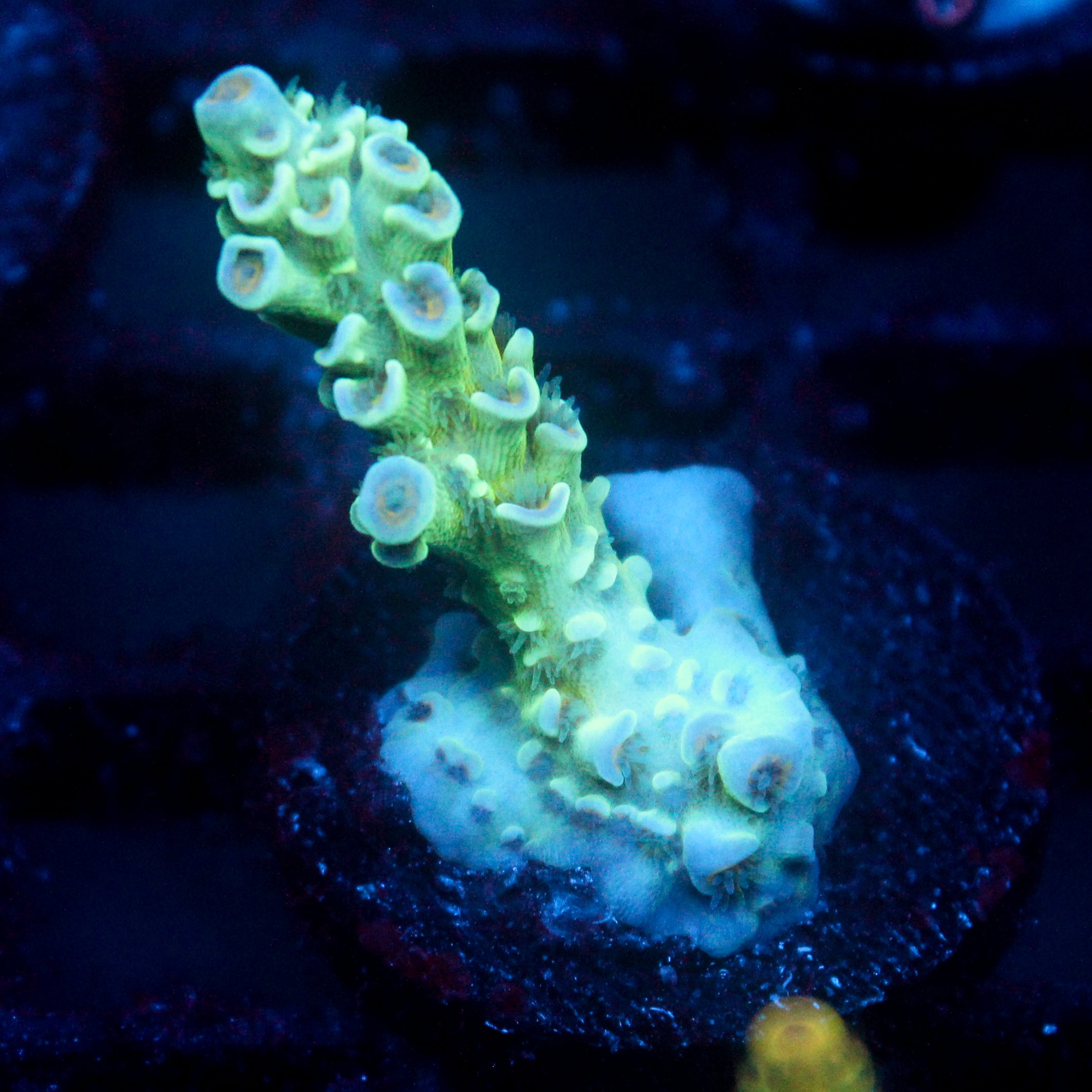 JC Green Demon Acro