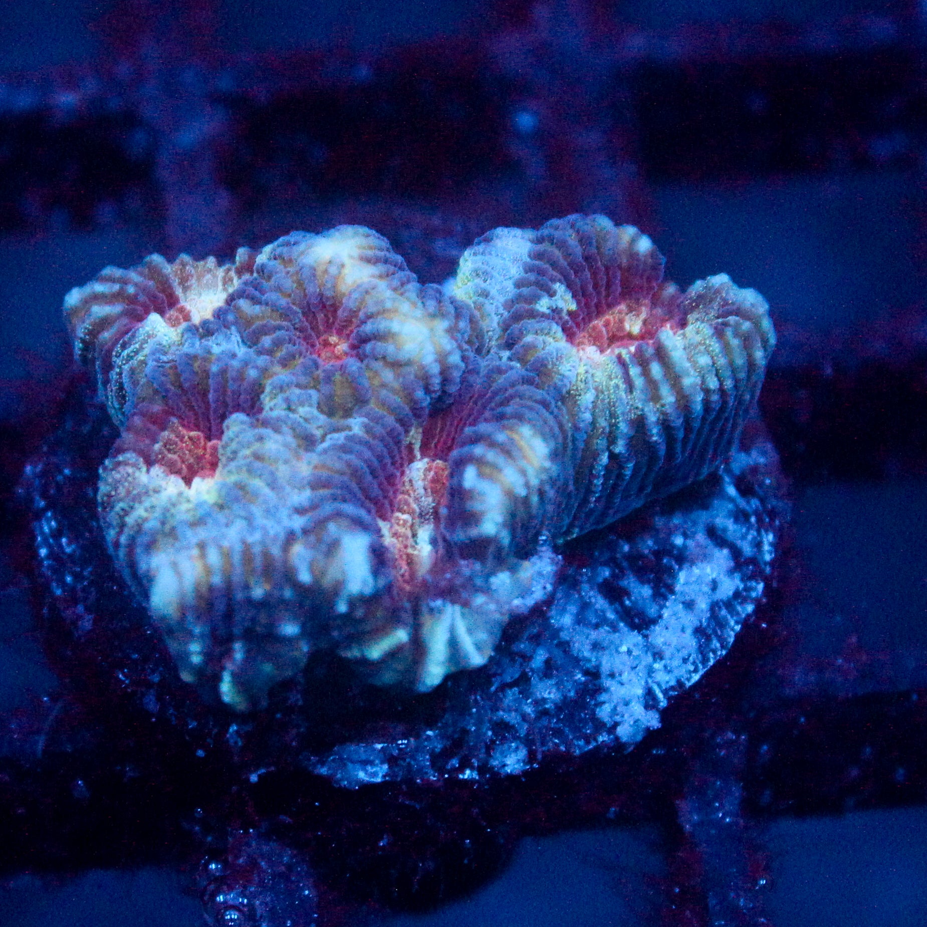 JC War Torn Favia