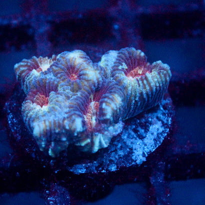 JC War Torn Favia