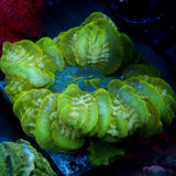 JC Toxic Scape Cynarina
