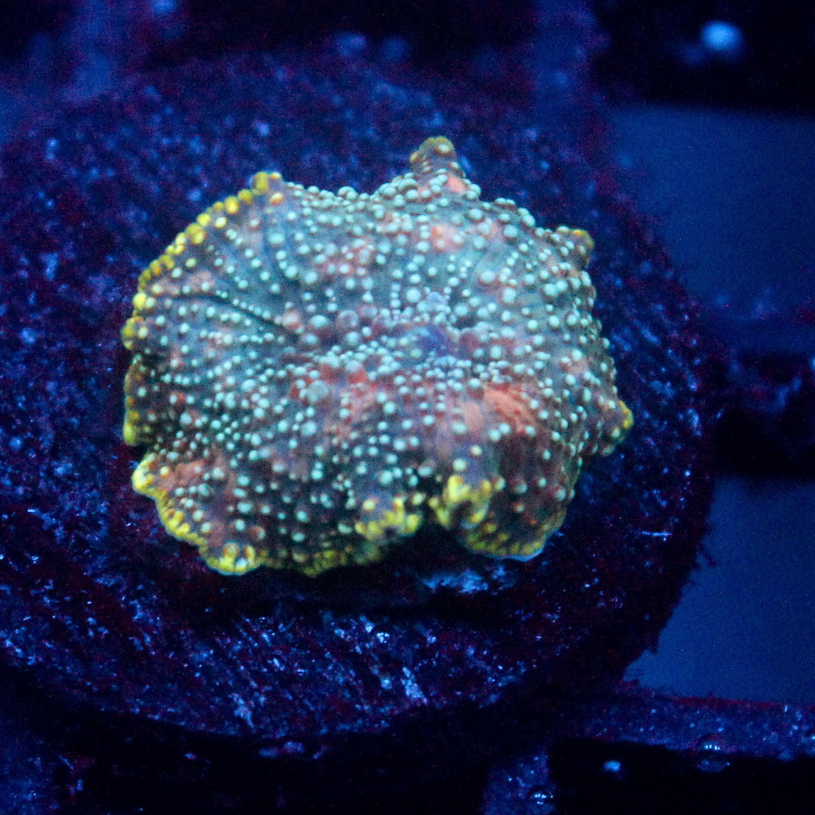 JC Dancer Discosoma