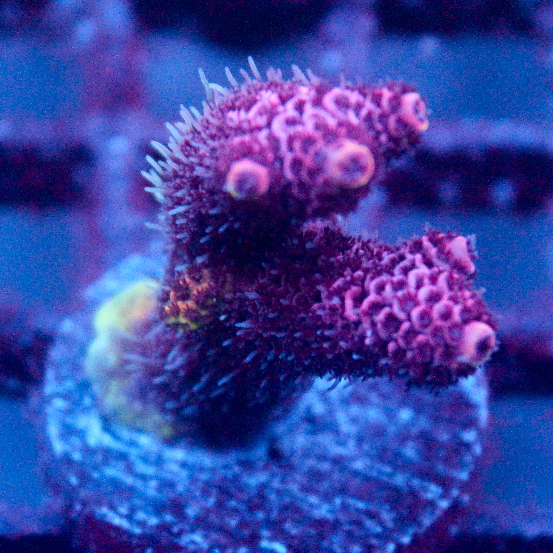 JC Pink Flamingo acro