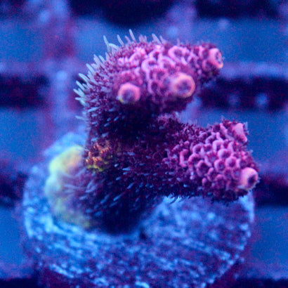 JC Pink Flamingo acro
