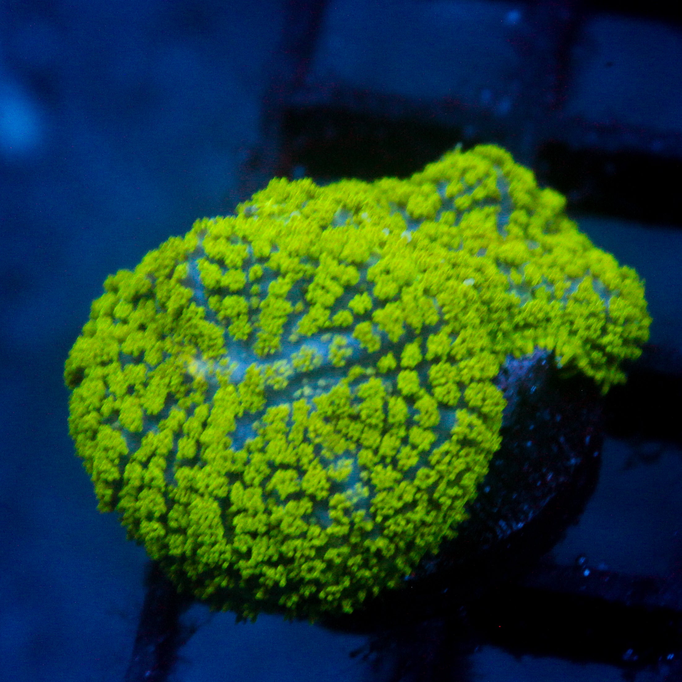 JC Neon Green Rhodactis