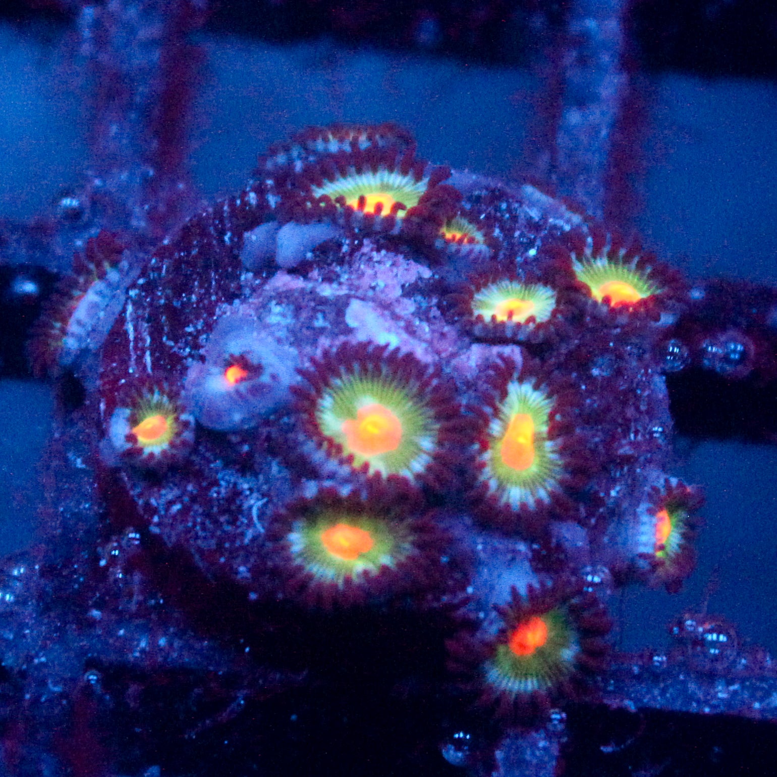 JC Alien Blood Zoanthid