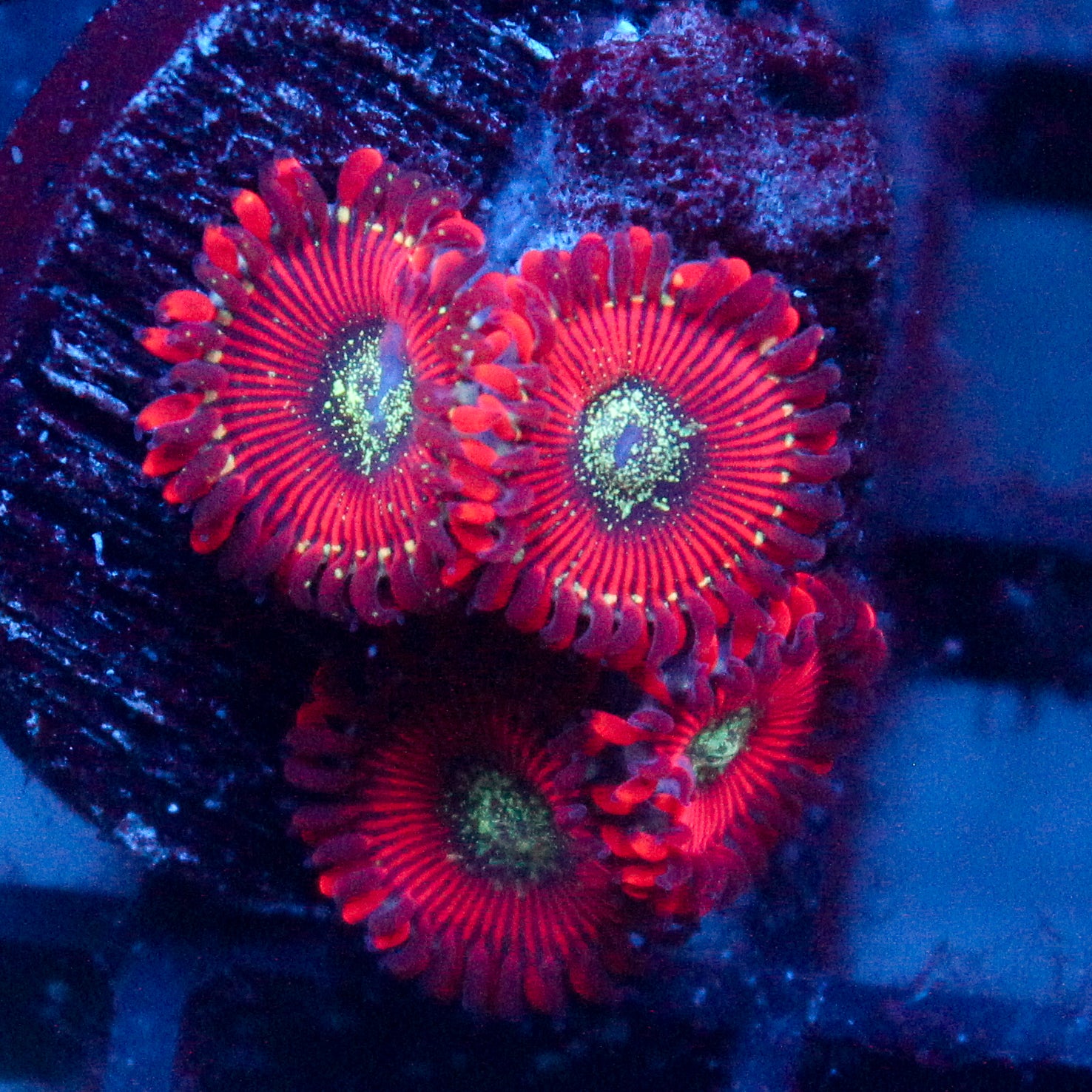 JC Magician's Zoanthid