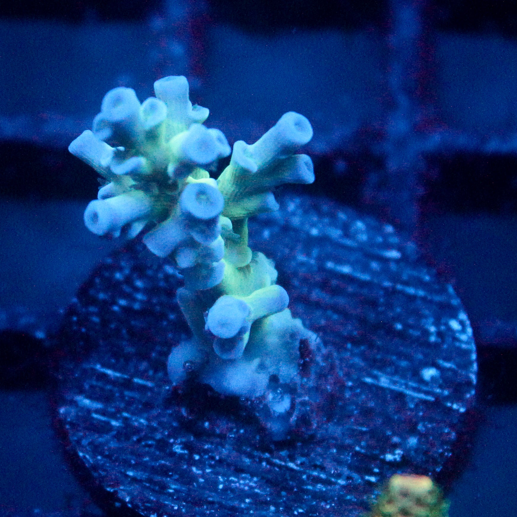 JC Frozen Growth Acro