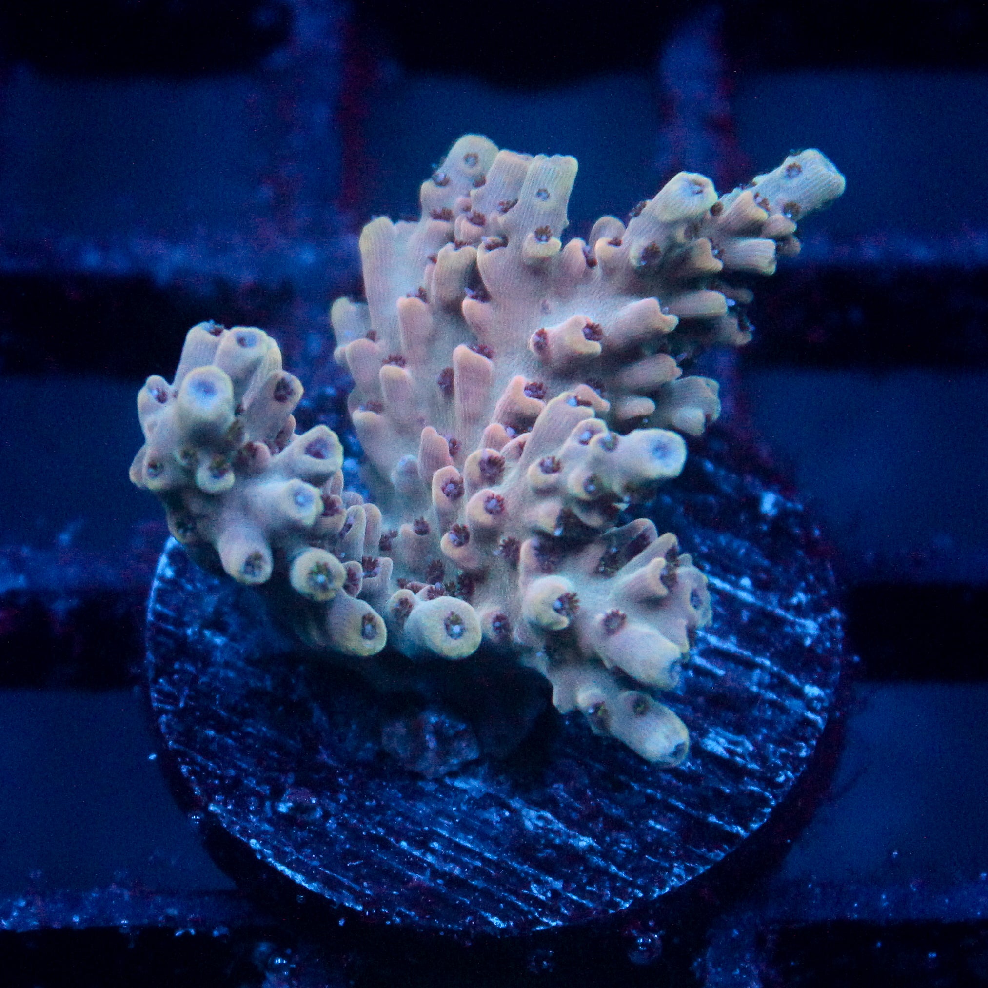 JC Pink Whisper Acro