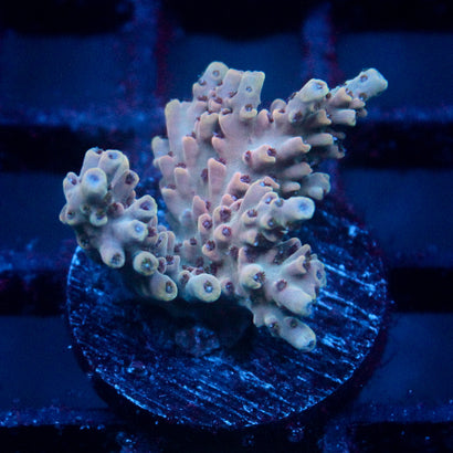 JC Pink Whisper Acro