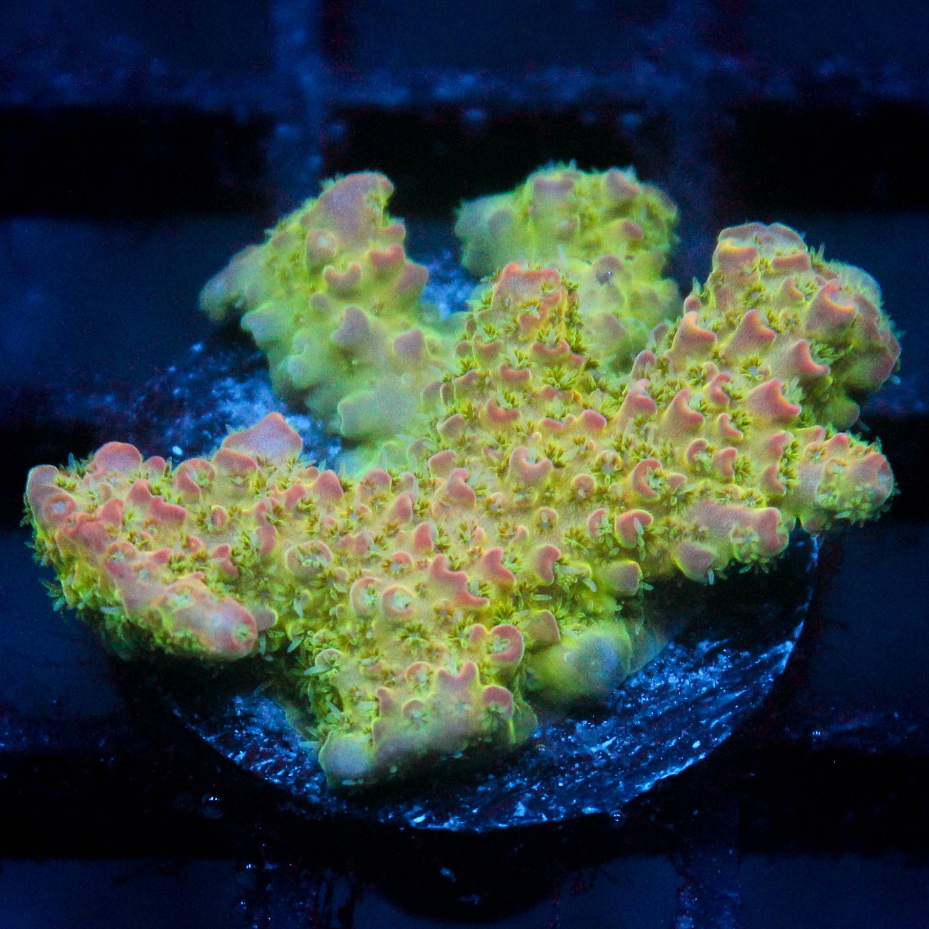 JC Primordial Ooze