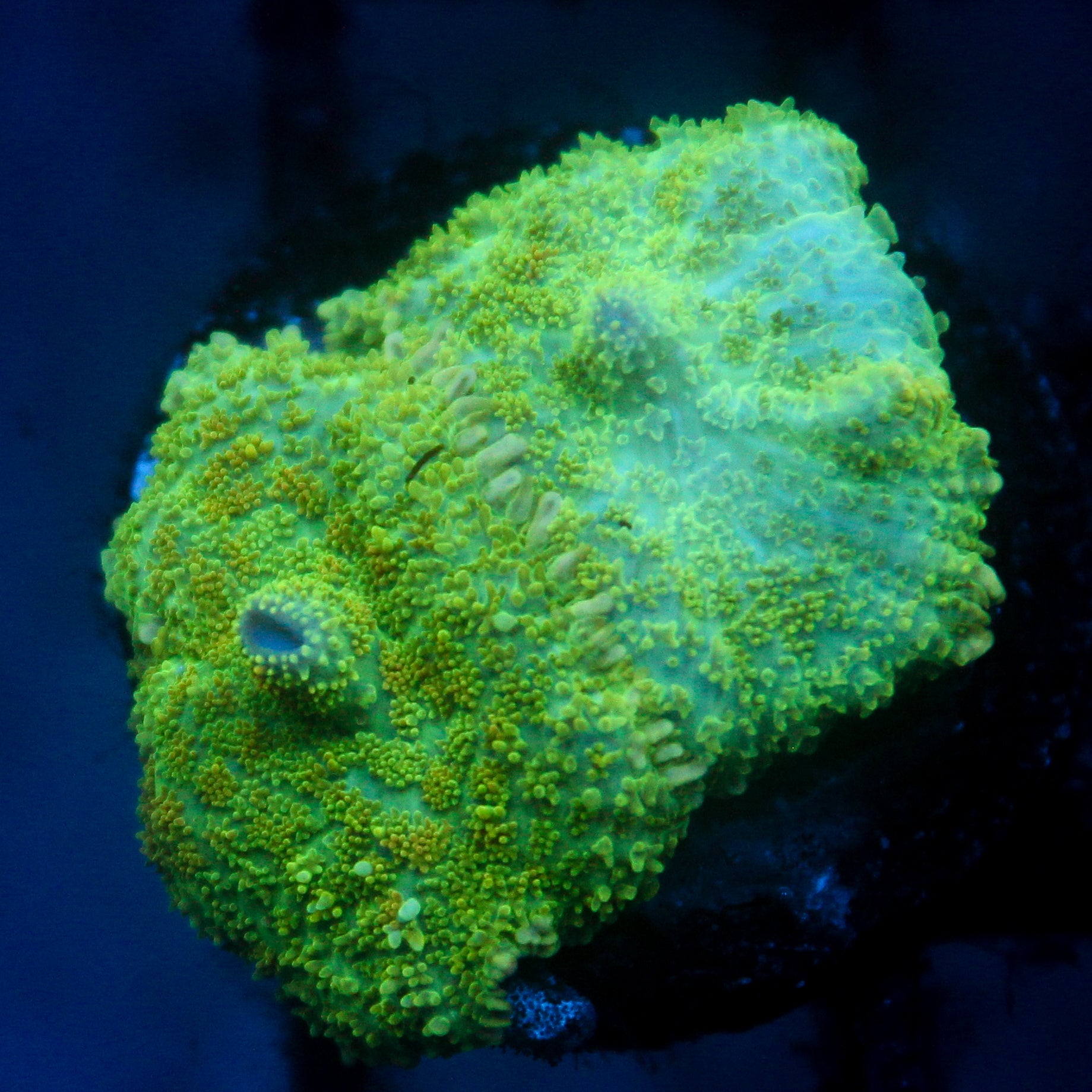 JC Lush Mesa Rhodactis