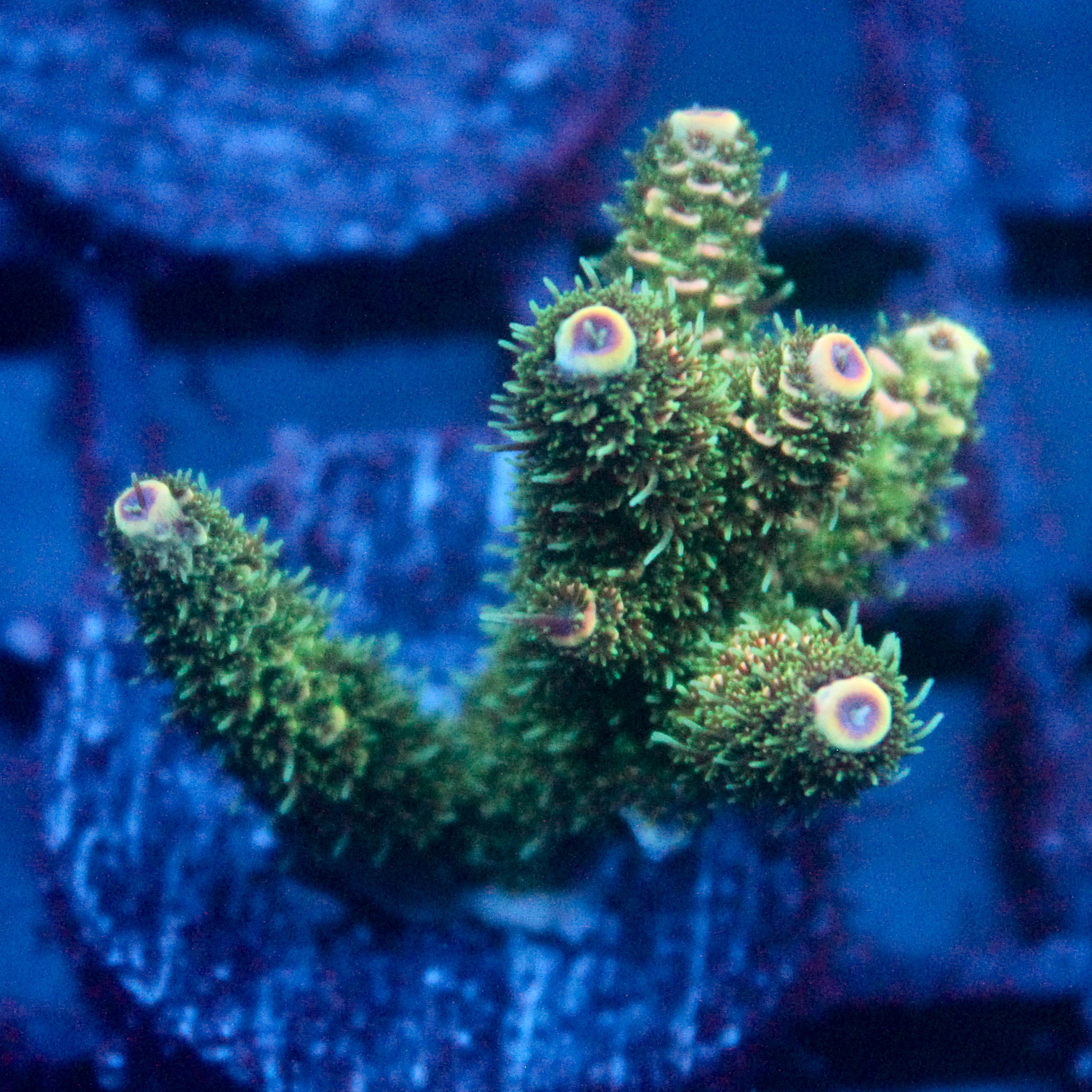 JC Peach Fuzz Acro