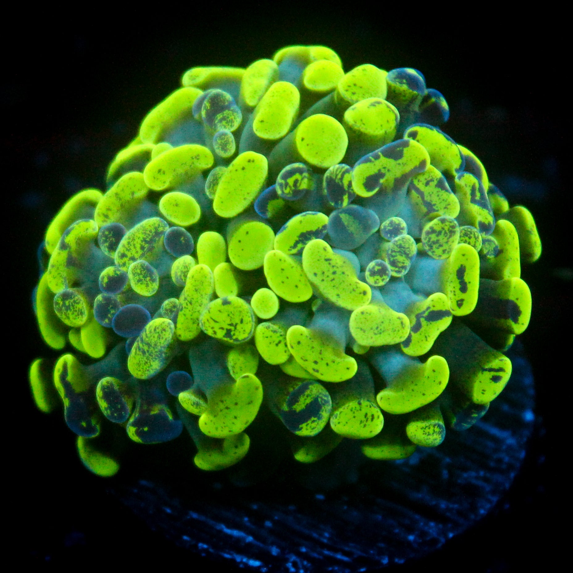 JC Ultra Splatter Hammer