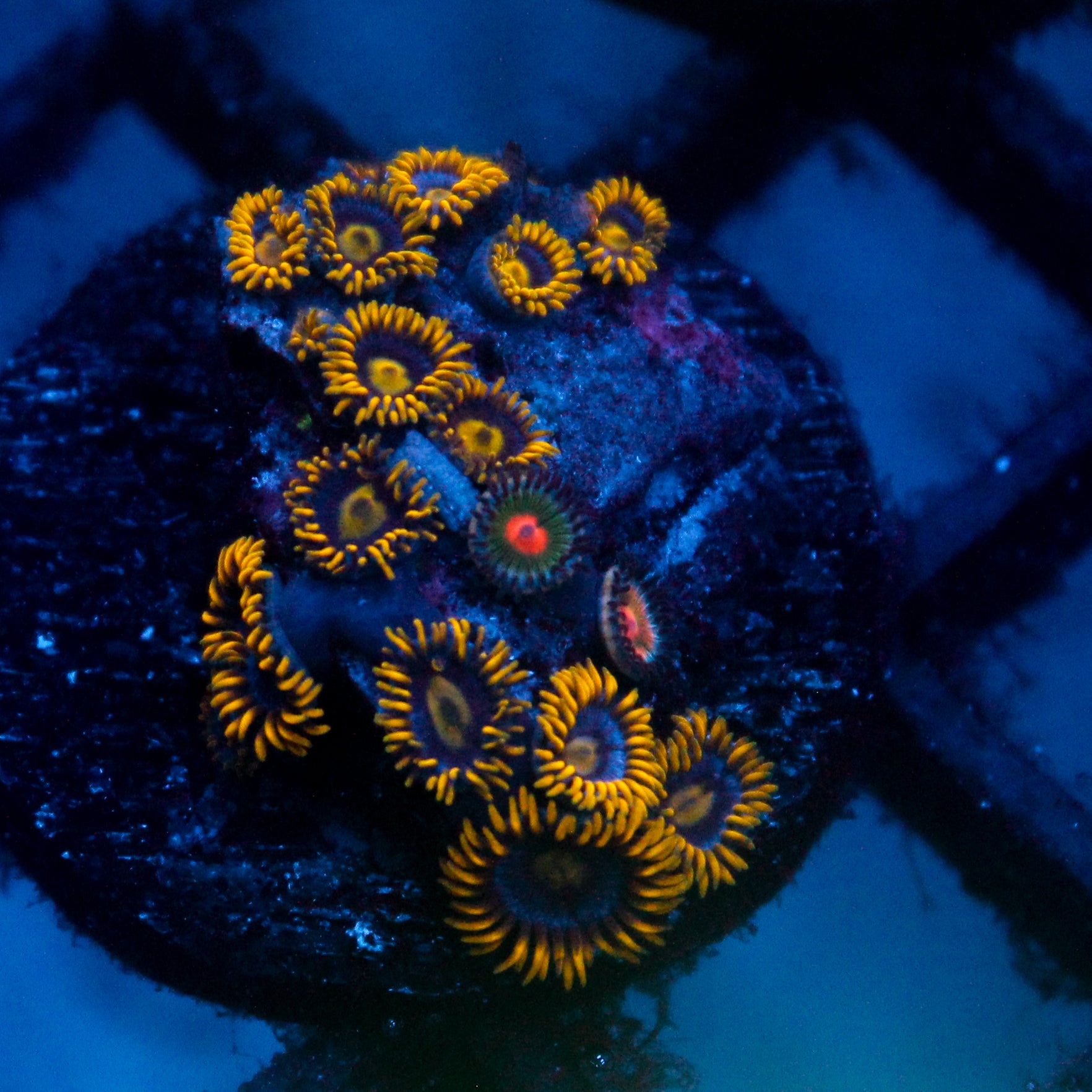 JC Blue Beast Zoanthid