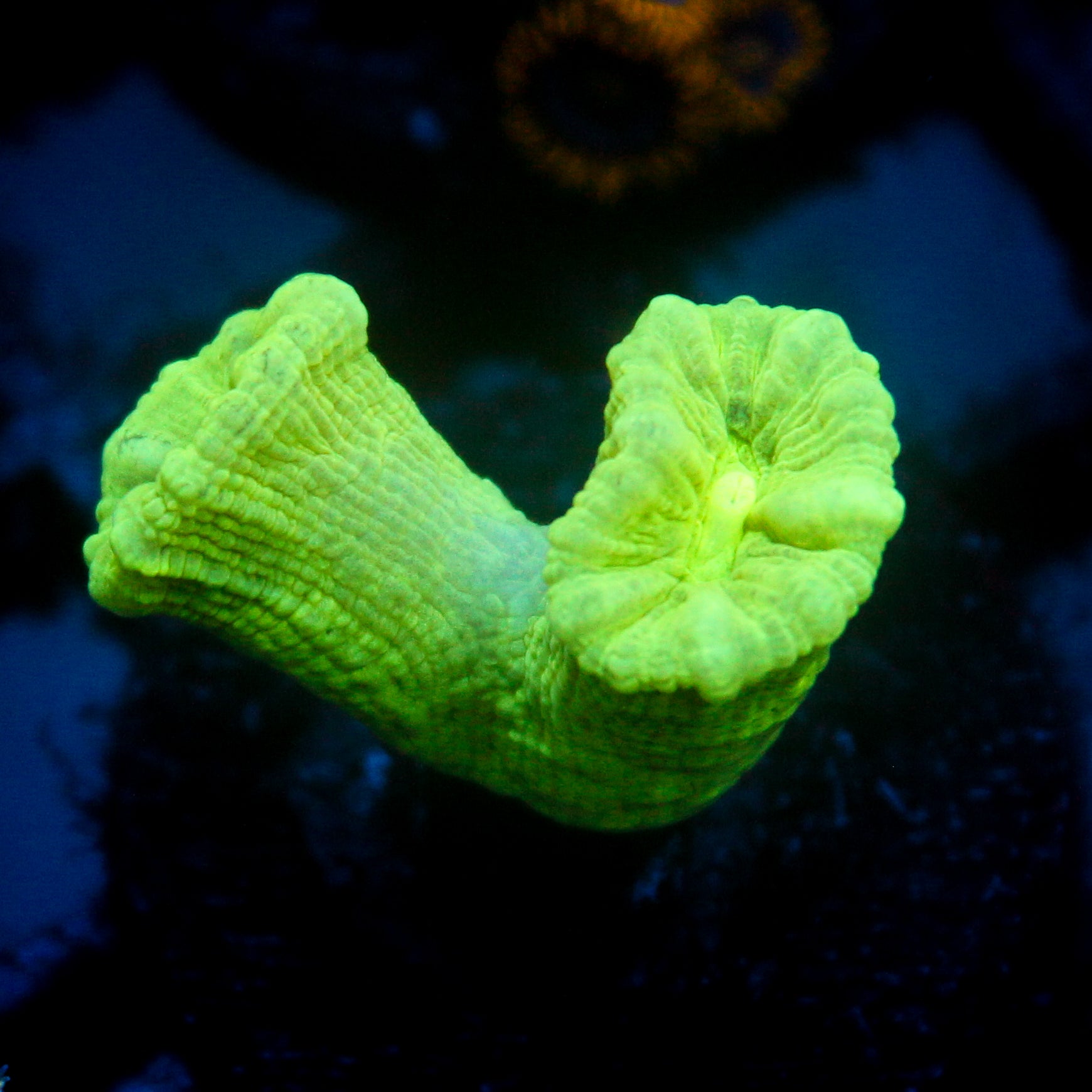 JC Neon Green Trumpet Coral