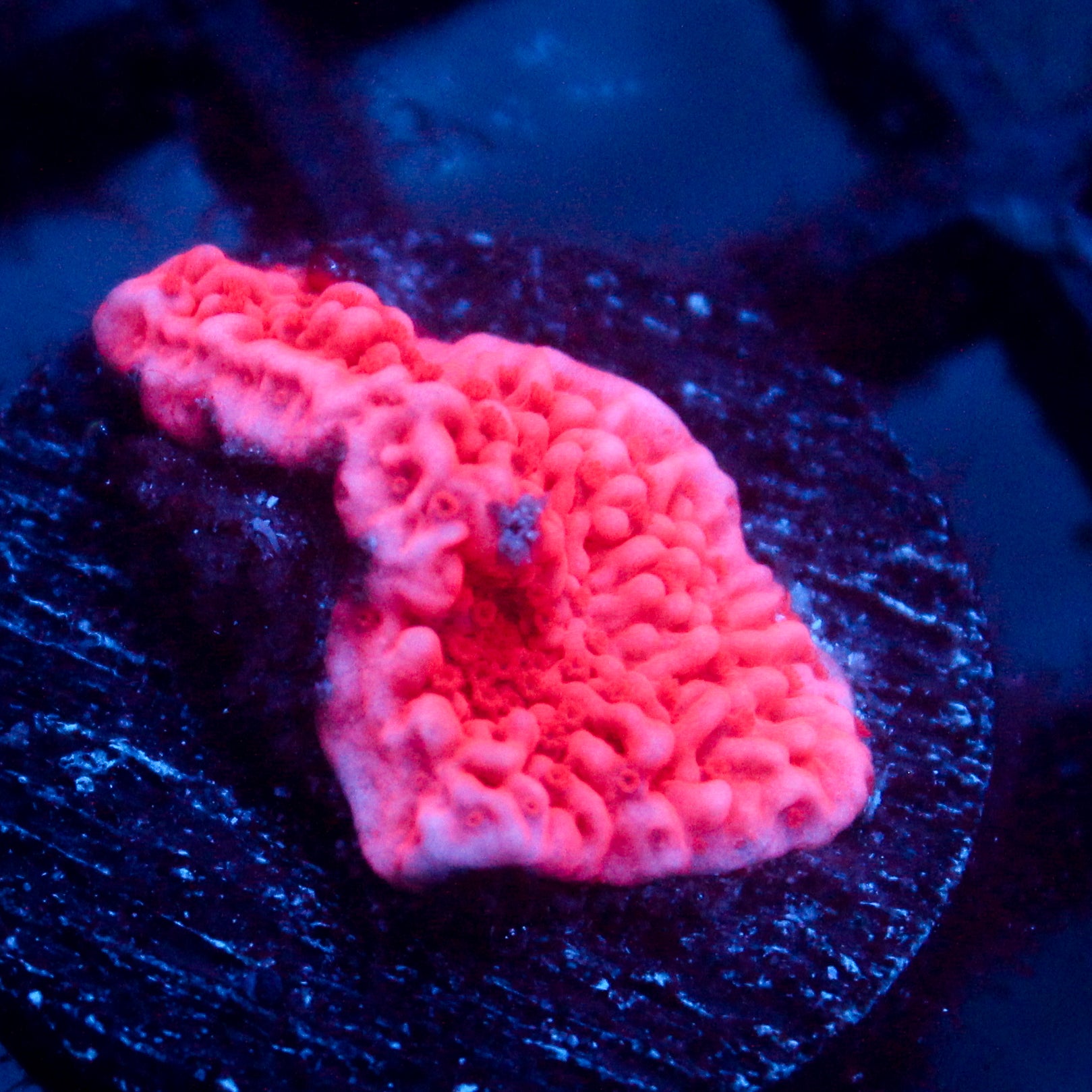 JC Pink Wave Monti