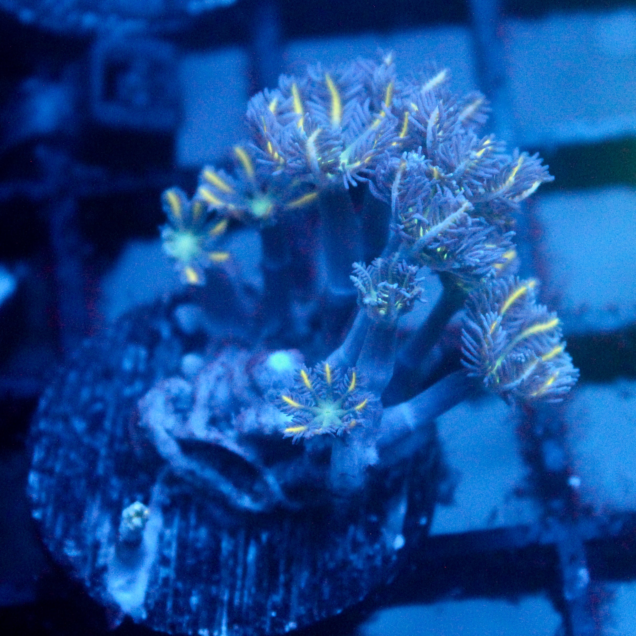 JC Orange Tip Clove Polyp