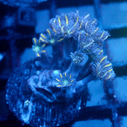 JC Orange Tip Clove Polyp