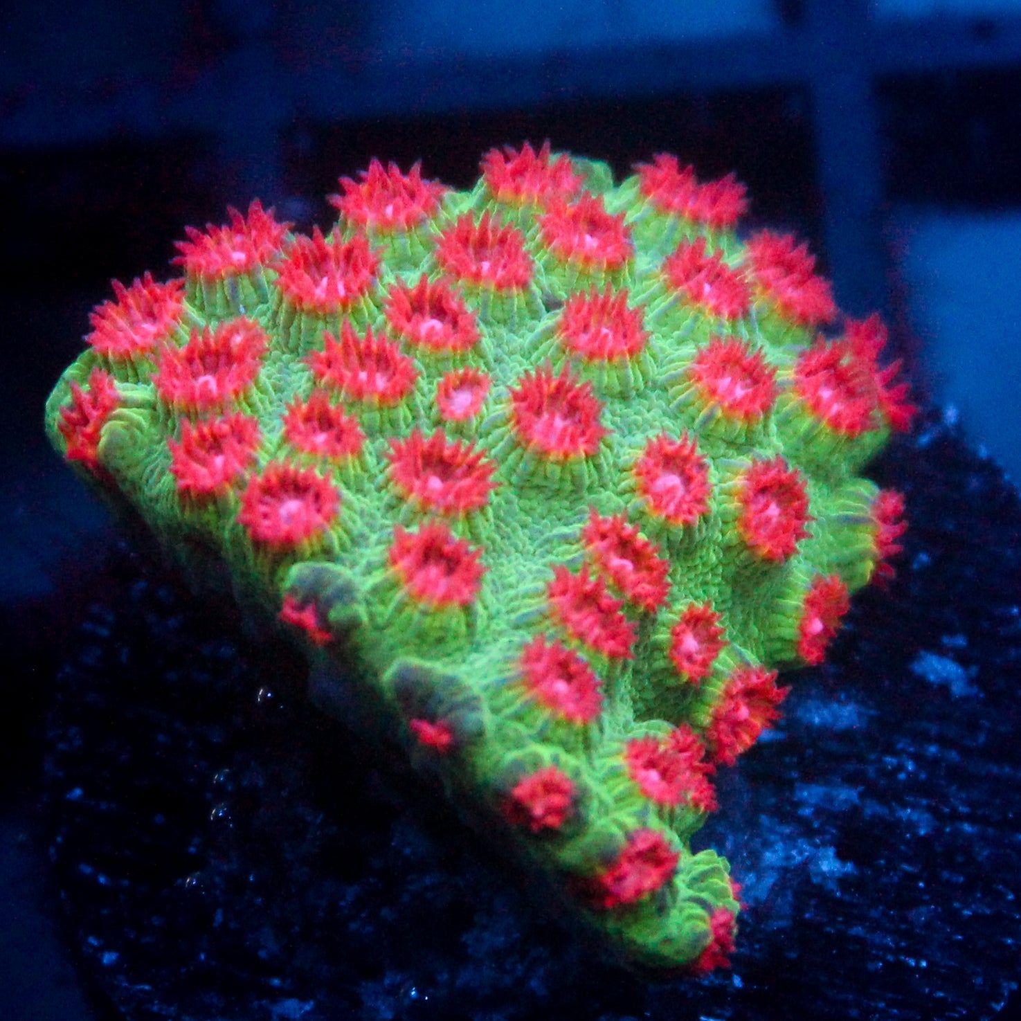 JC Evil Swarm Cyphastrea