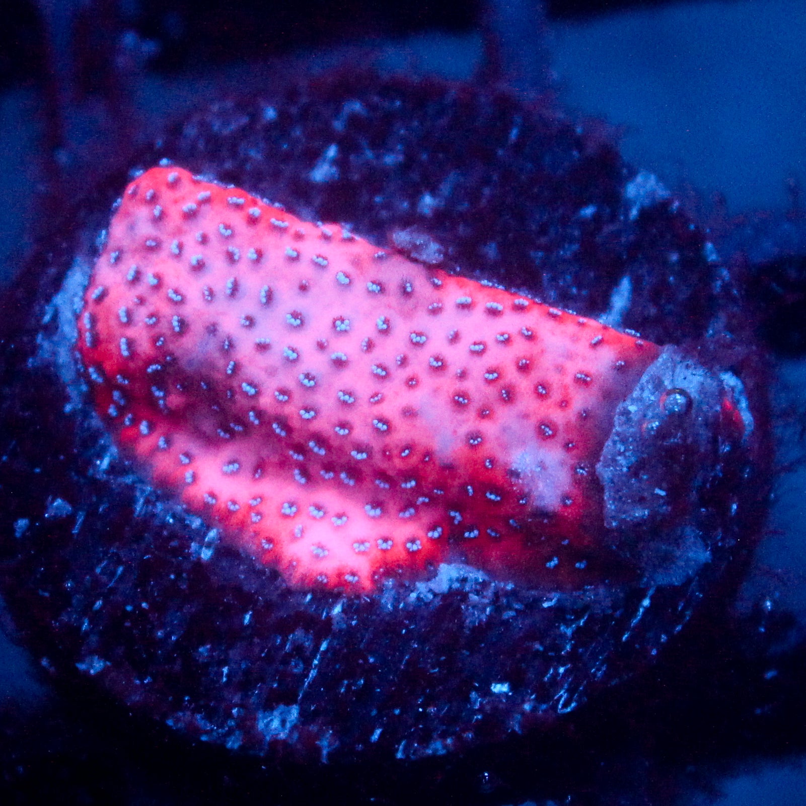 JC Mystic Sunset Montipora