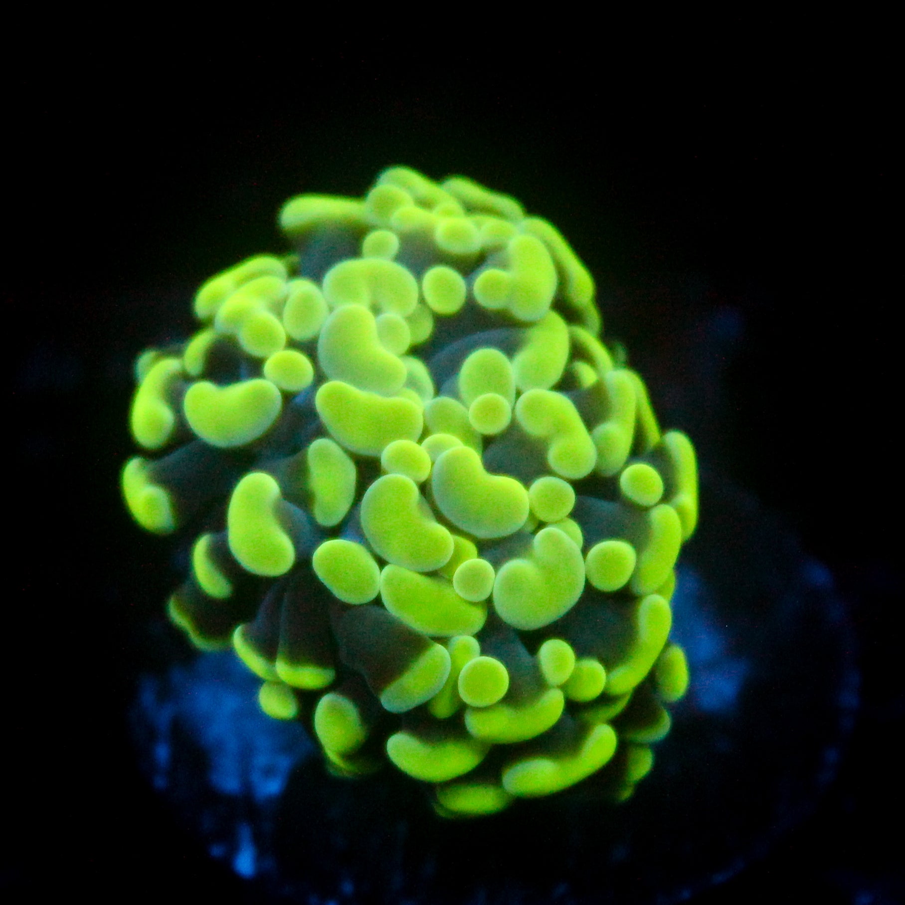 JC Toxic Flare Hammer