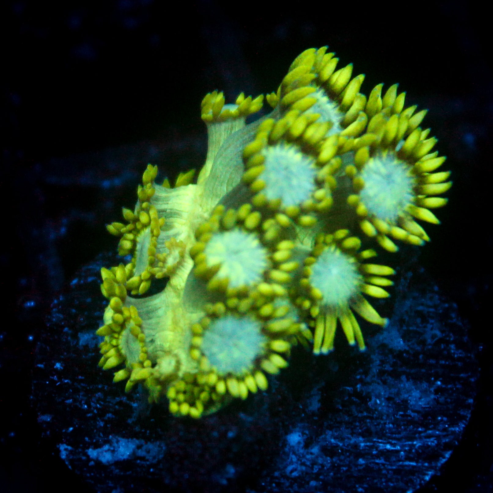 JC Uranium Fever Goni