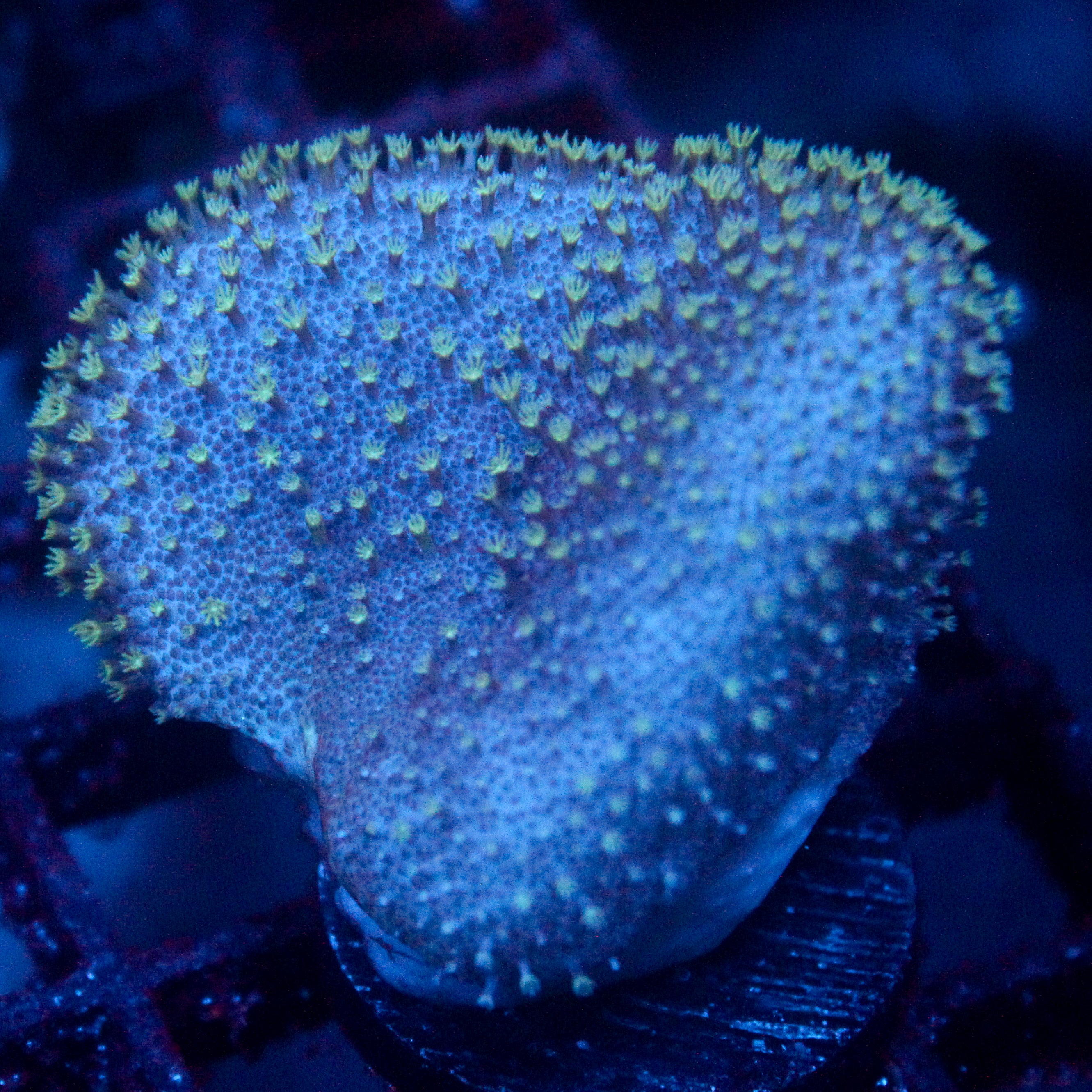 JC Crinkle Toadstool