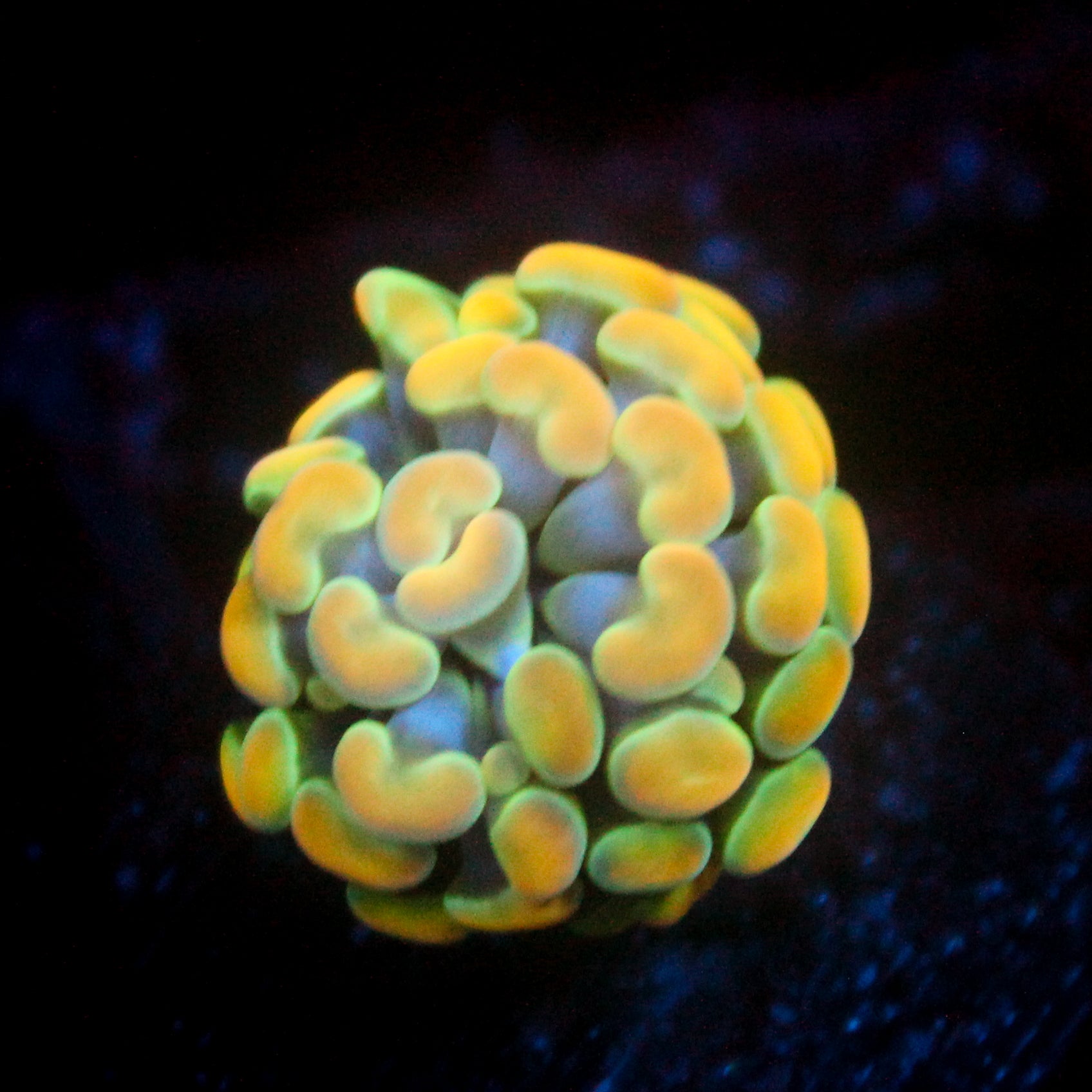 JC Golden Glow Hammer