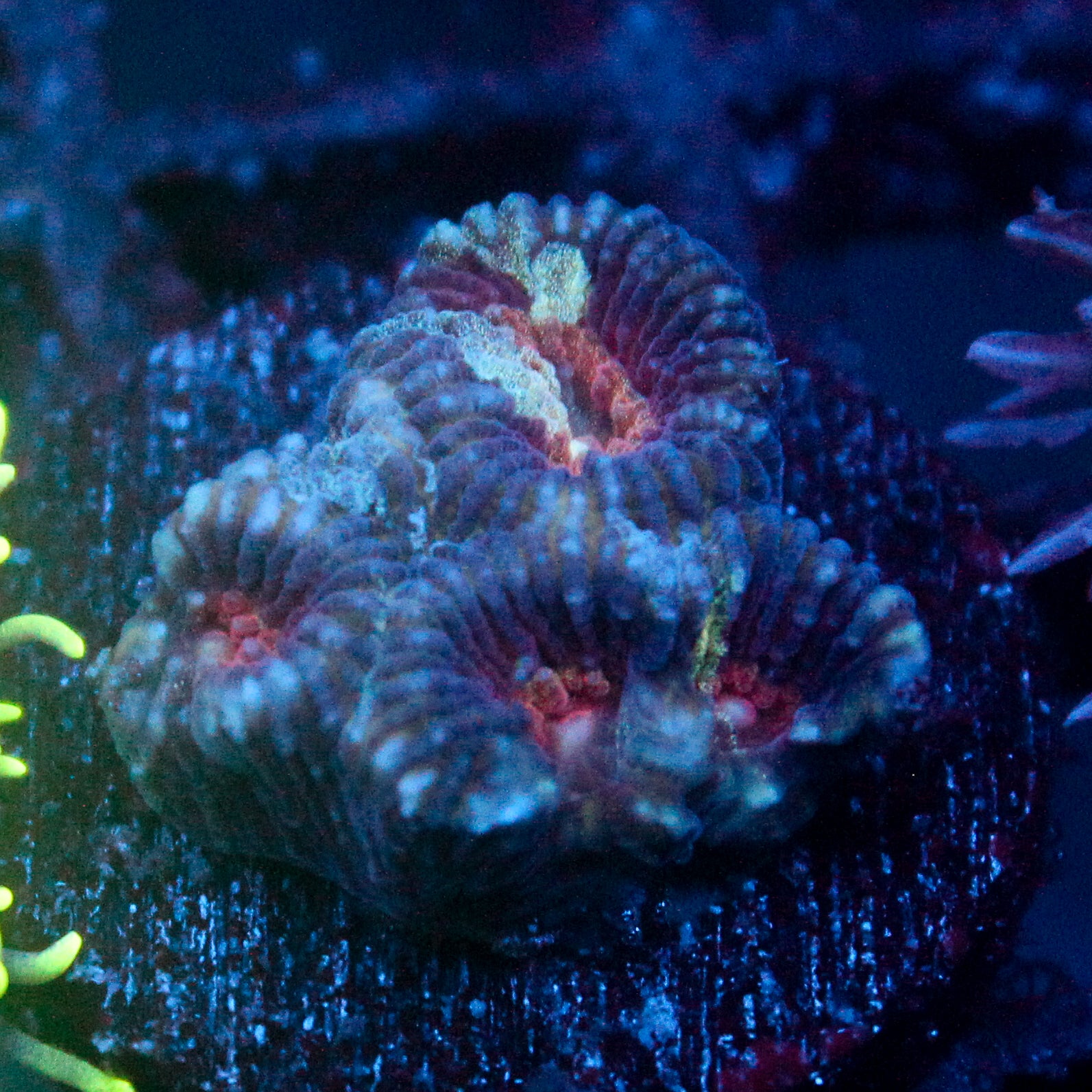 JC War torn Favia