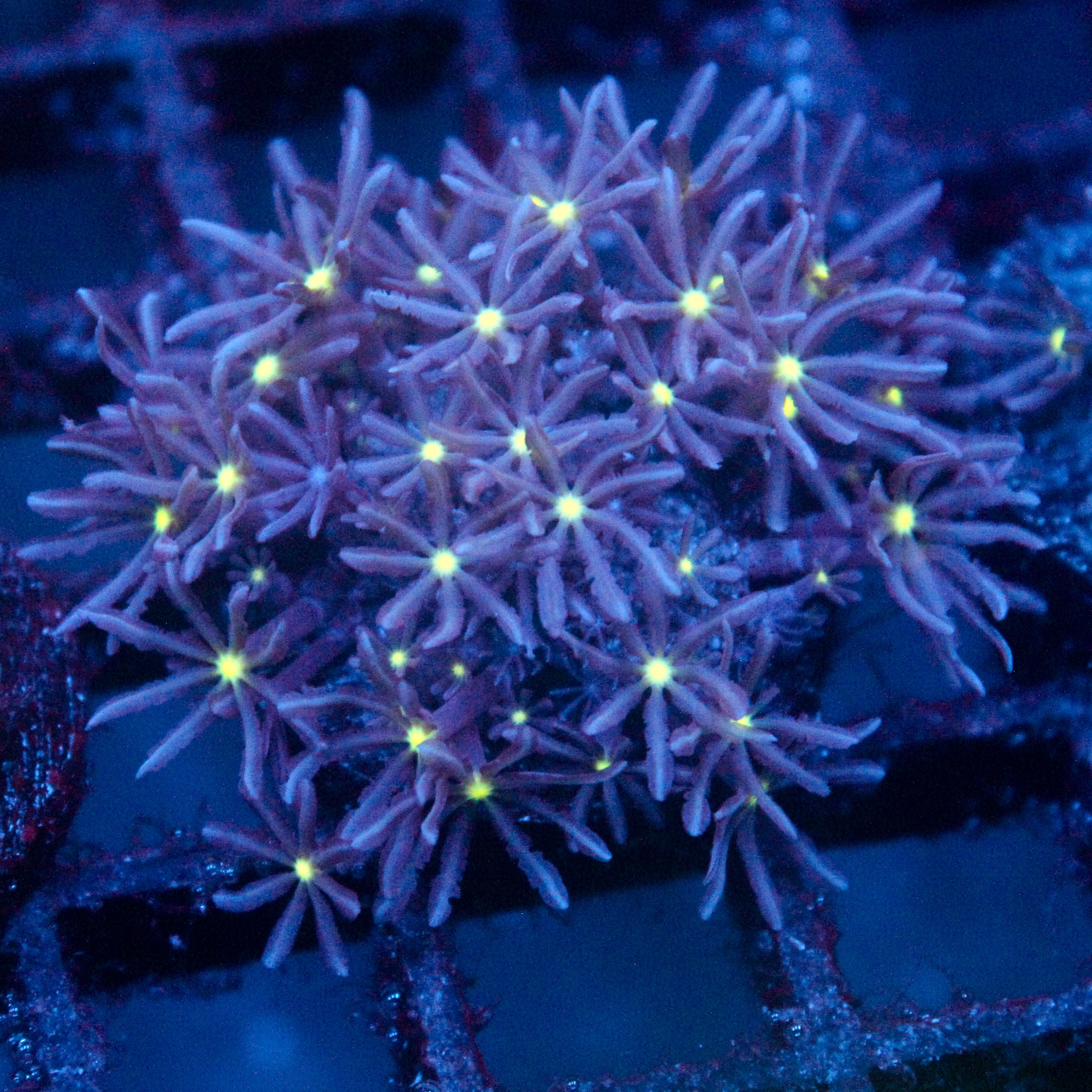 JC Enchantress Polyp Coral